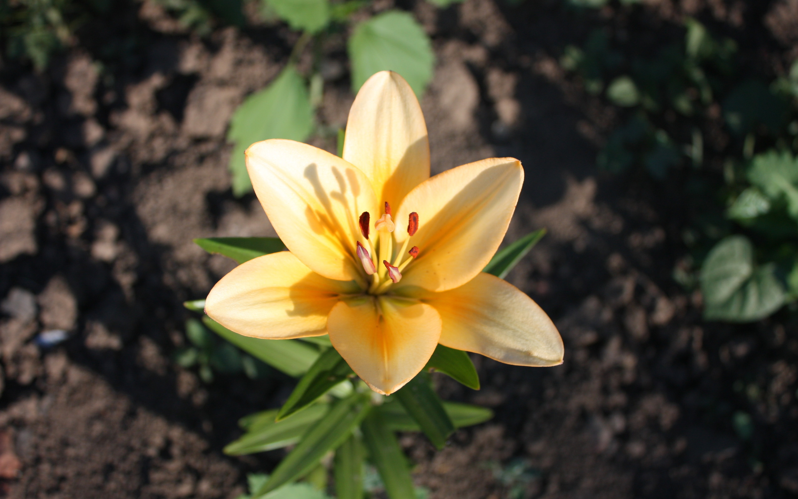 Descarga gratuita de fondo de pantalla para móvil de Flores, Flor, Tierra/naturaleza.