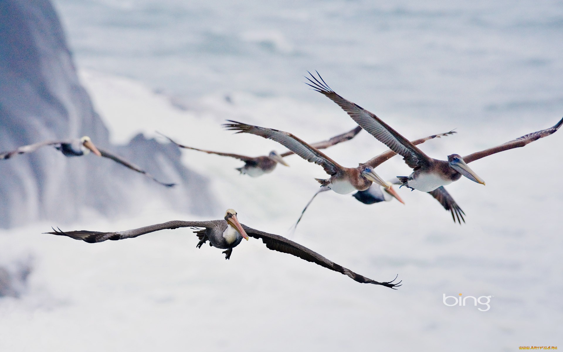 Free download wallpaper Pelican, Birds, Animal on your PC desktop