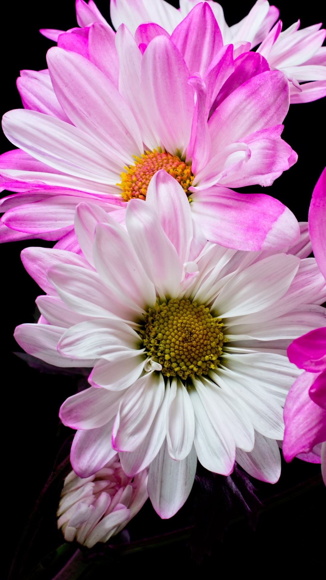 Скачать картинку Цветок, Белый Цветок, Земля/природа, Розовый Цветок, Флауэрсы в телефон бесплатно.