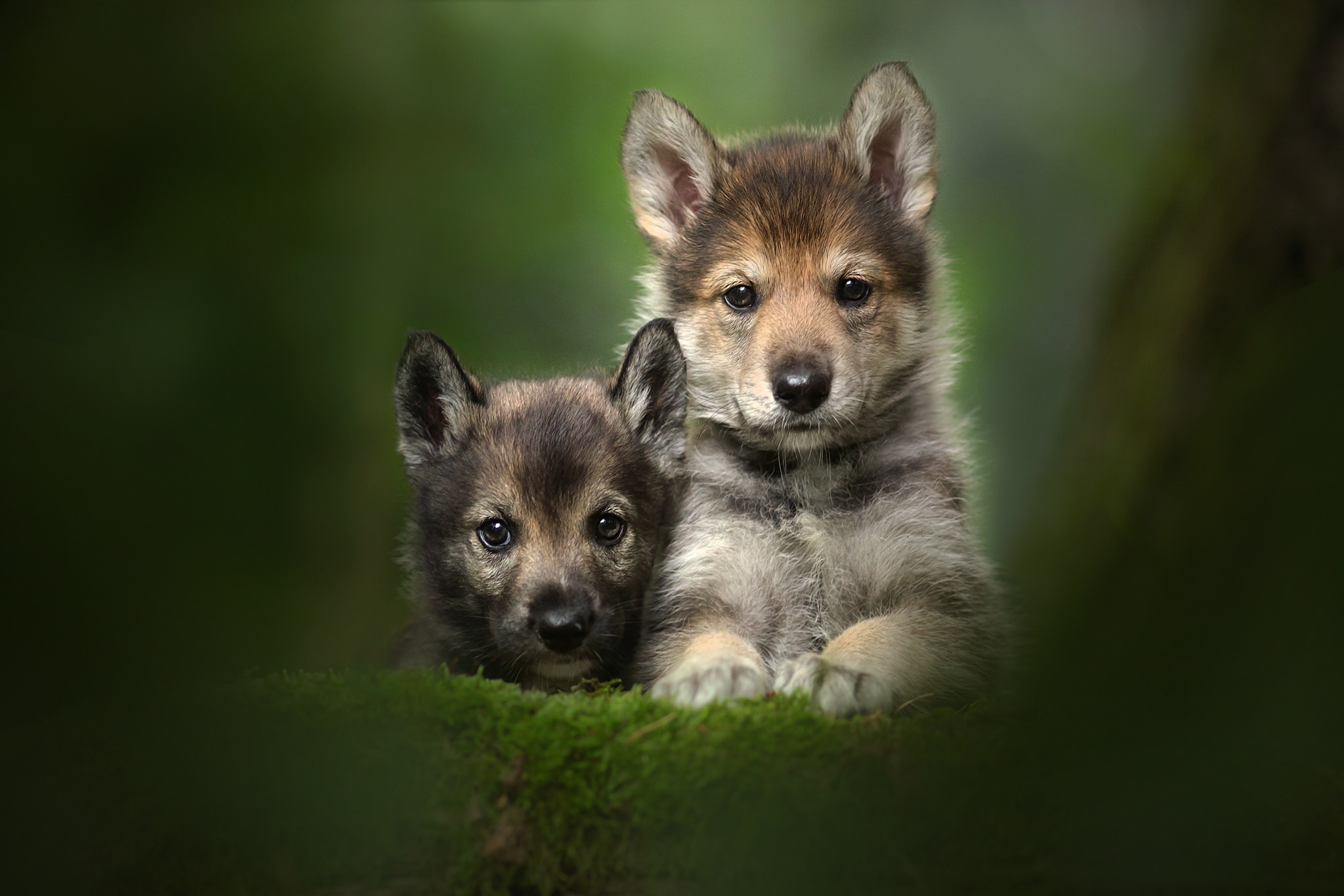 Free download wallpaper Dogs, Dog, Animal, Puppy, Baby Animal on your PC desktop