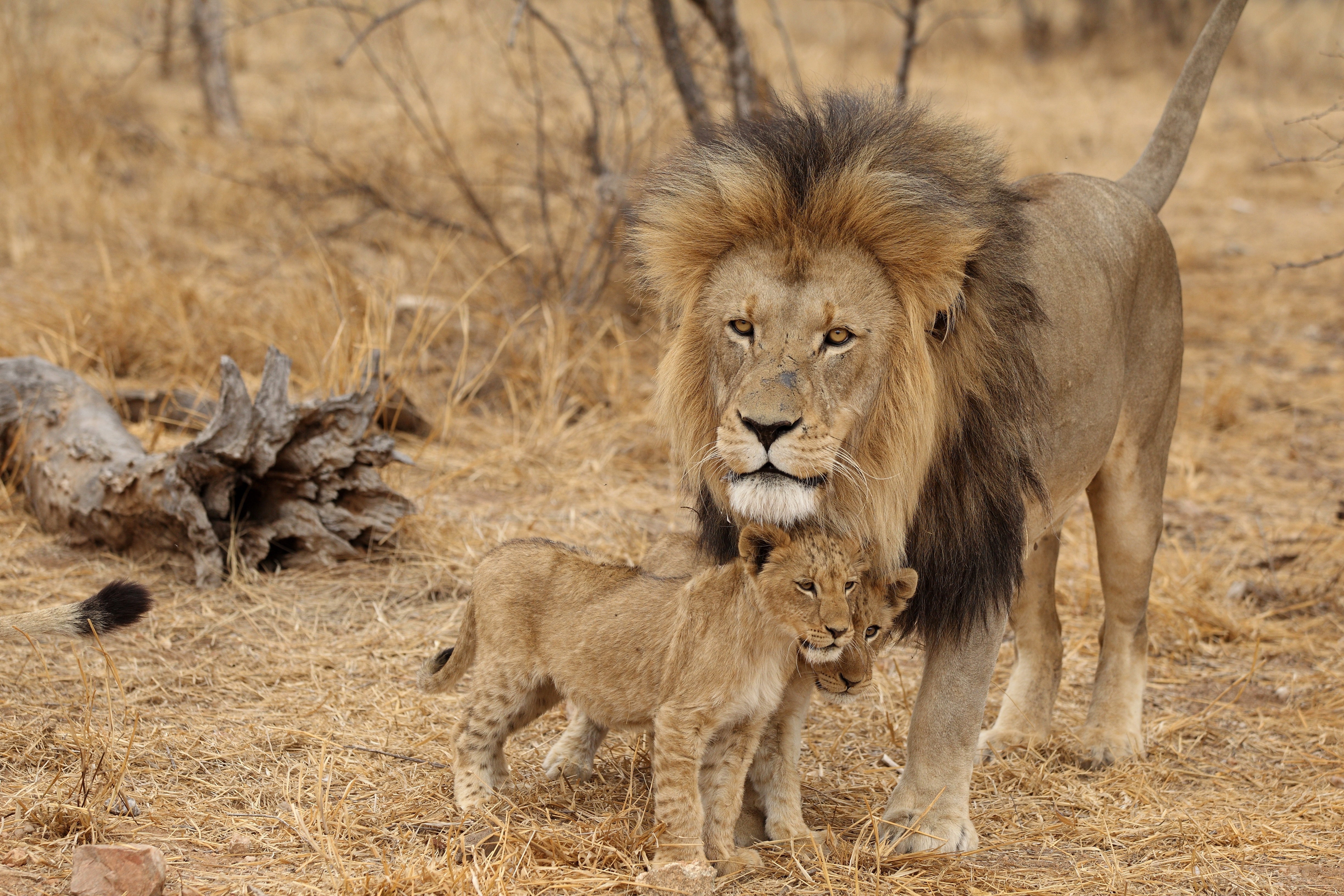 family, africa, lion cubs, animals, predators, lion, male
