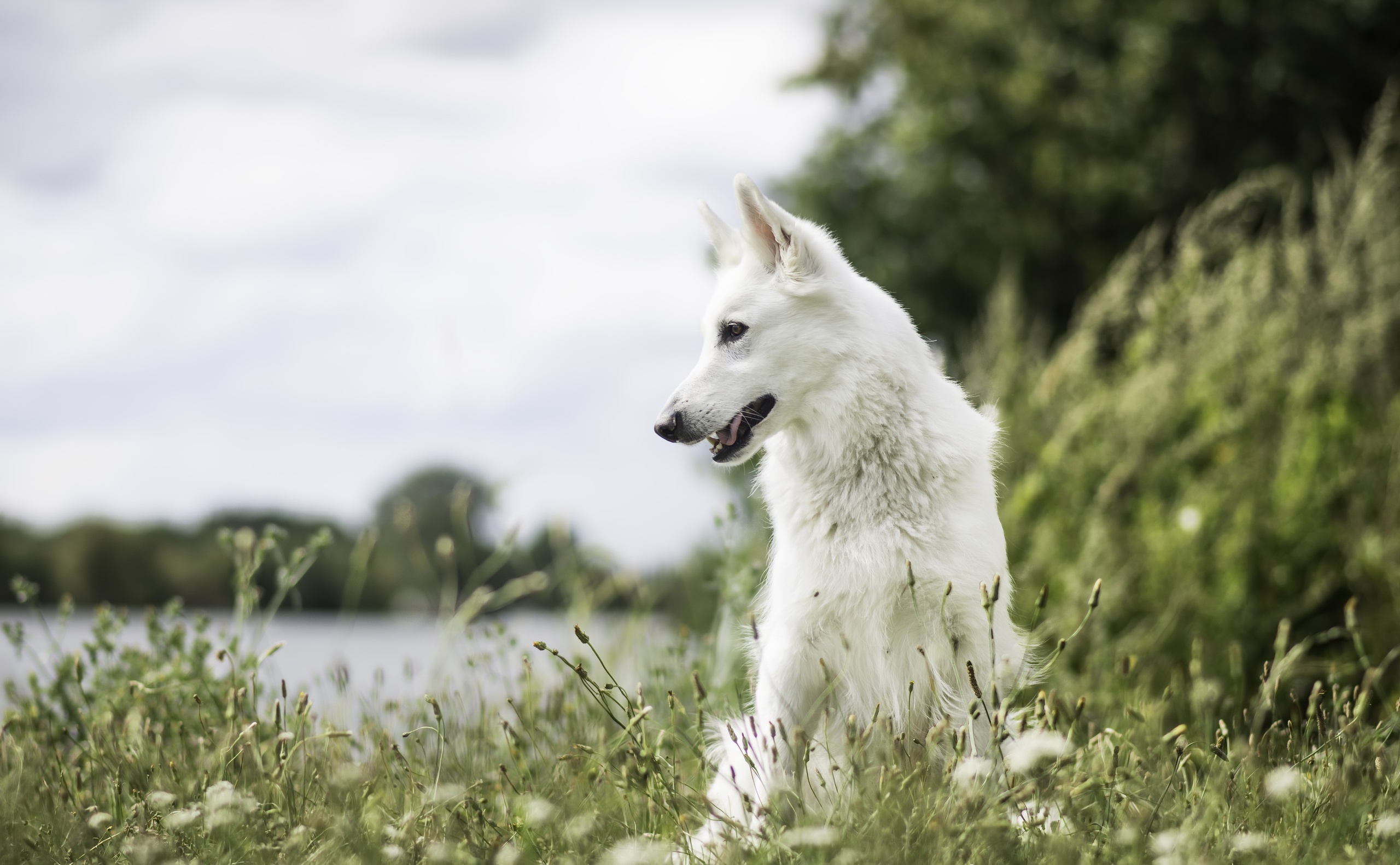 Download mobile wallpaper Dogs, Dog, Animal, Depth Of Field, White Shepherd for free.