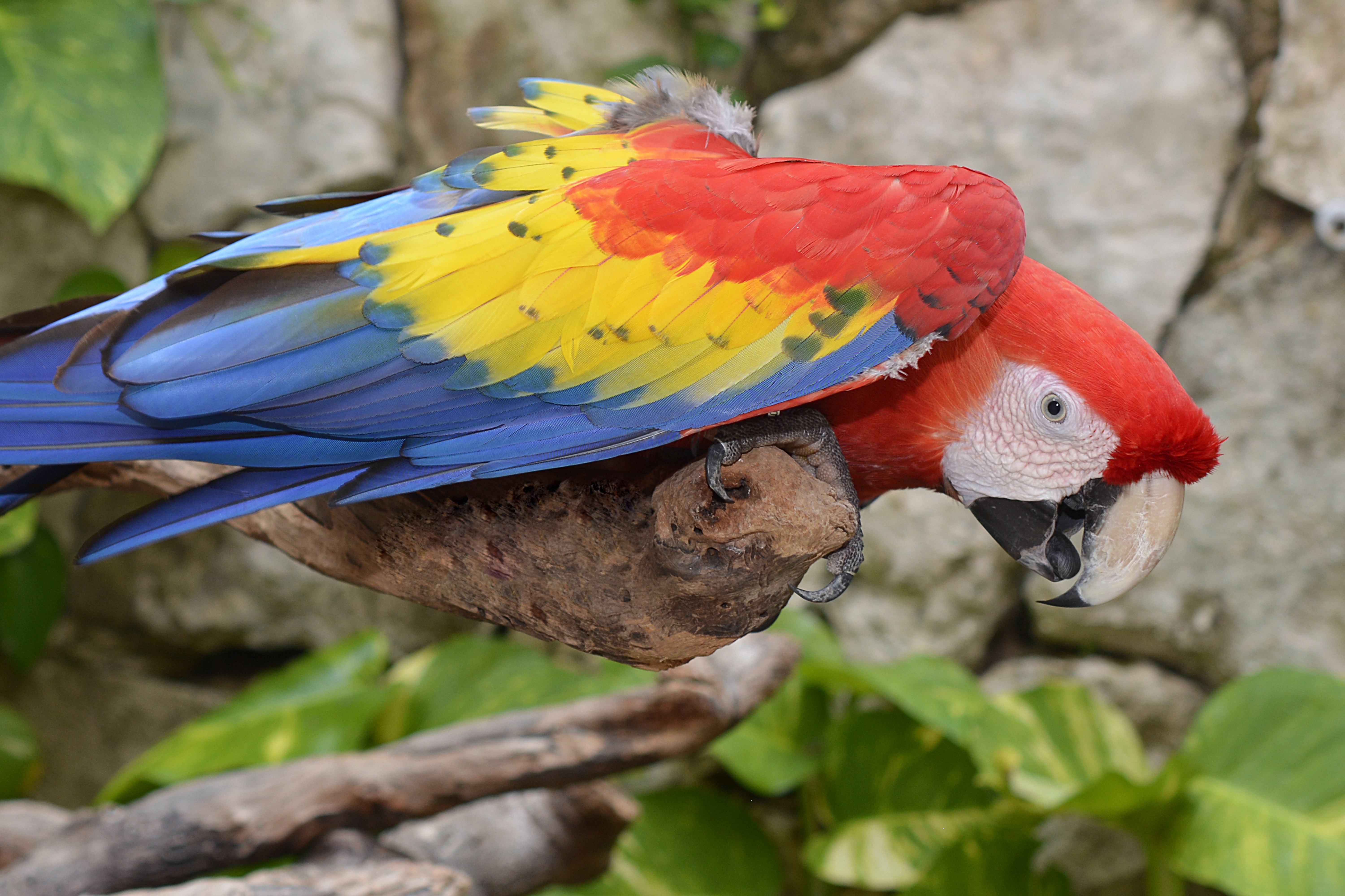 Free download wallpaper Bird, Motley, Macaw, Animals, Parrots, Multicolored on your PC desktop