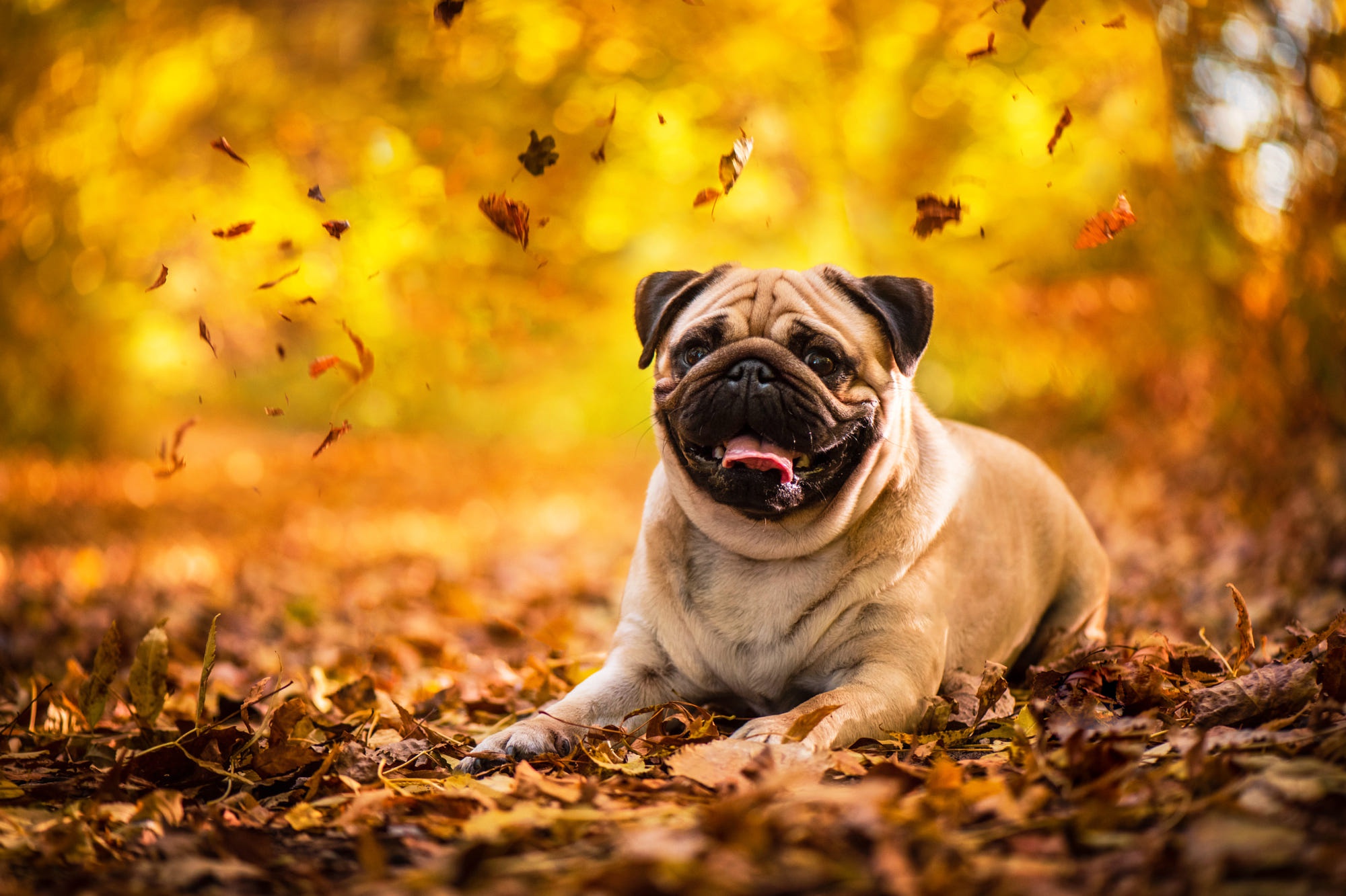 Téléchargez des papiers peints mobile Animaux, Chiens, Carlin gratuitement.