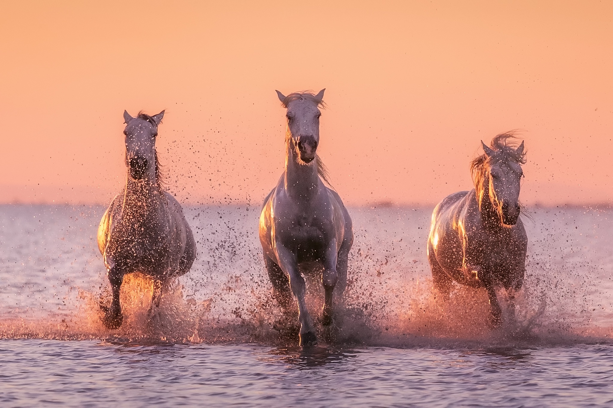 1066791 Papéis de parede e Splash imagens na área de trabalho. Baixe os protetores de tela  no PC gratuitamente