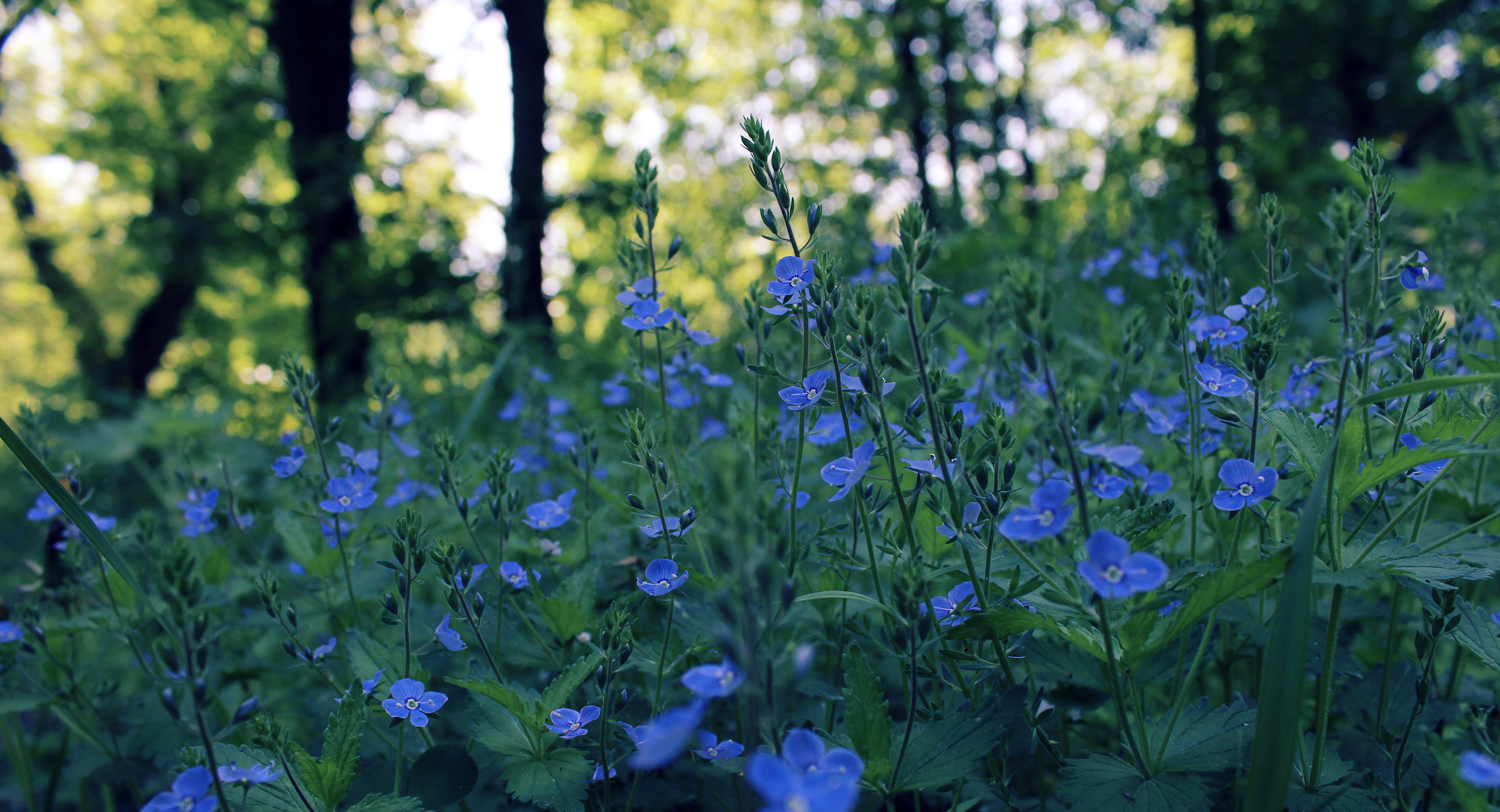 Téléchargez gratuitement l'image Fleurs, Fleur, Terre/nature sur le bureau de votre PC