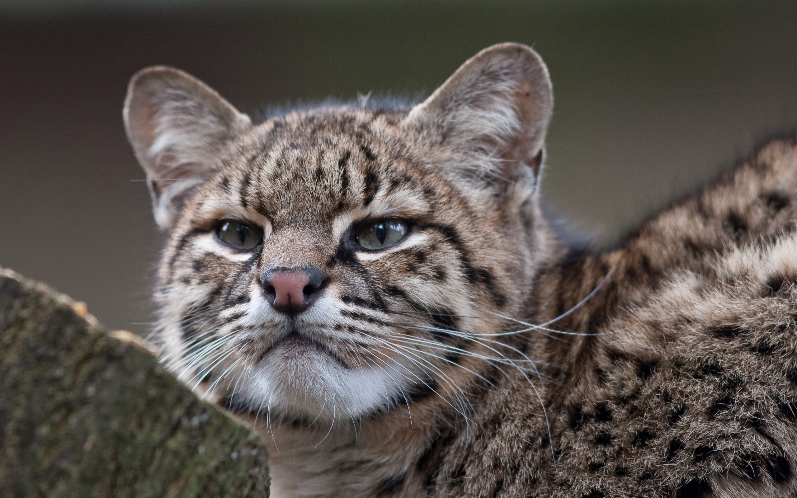 Descargar fondos de escritorio de El Gato De Geoffroy HD