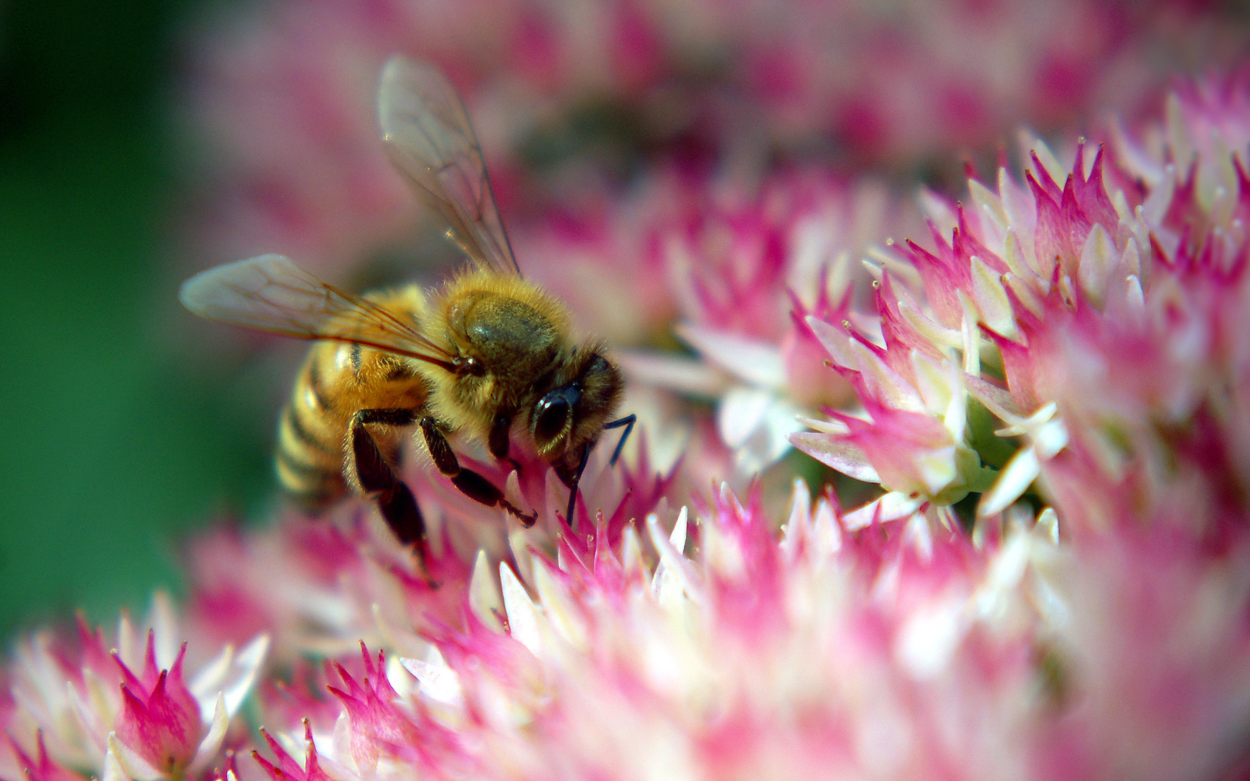 167562 baixar papel de parede animais, abelha, flor, inseto, insetos - protetores de tela e imagens gratuitamente