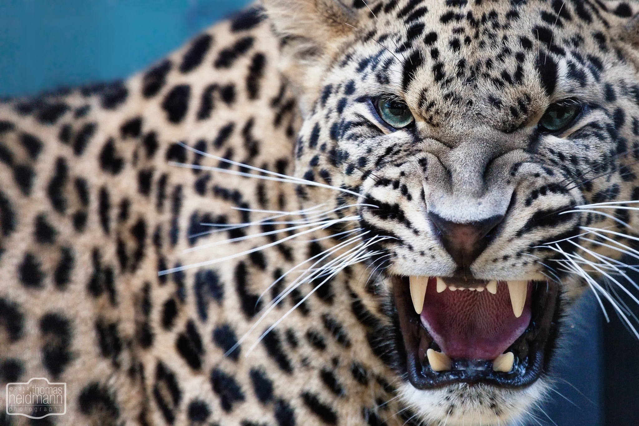 Free download wallpaper Leopard, Cats, Animal on your PC desktop