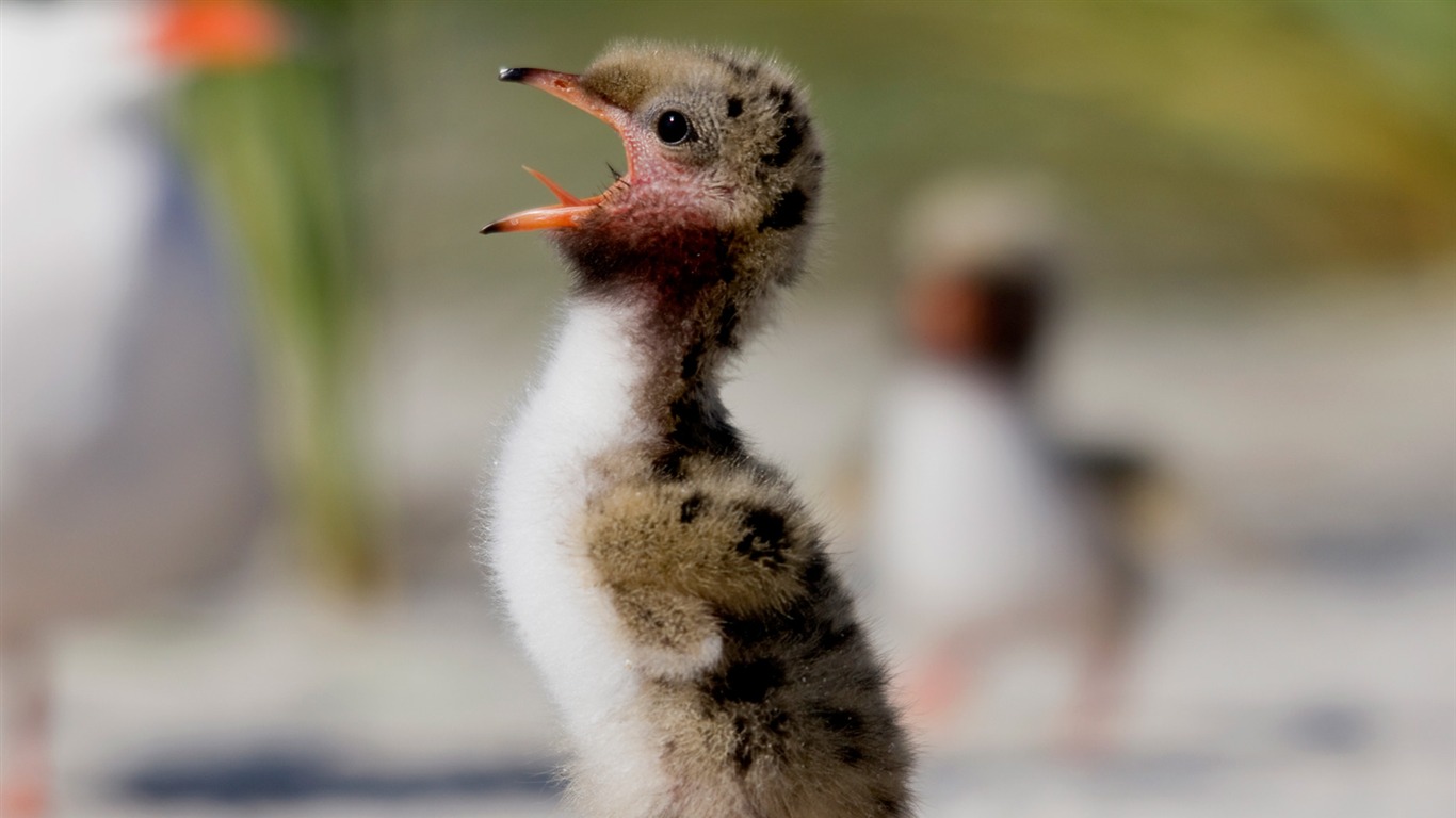 Baixar papel de parede para celular de Pinguim, Aves, Animais gratuito.