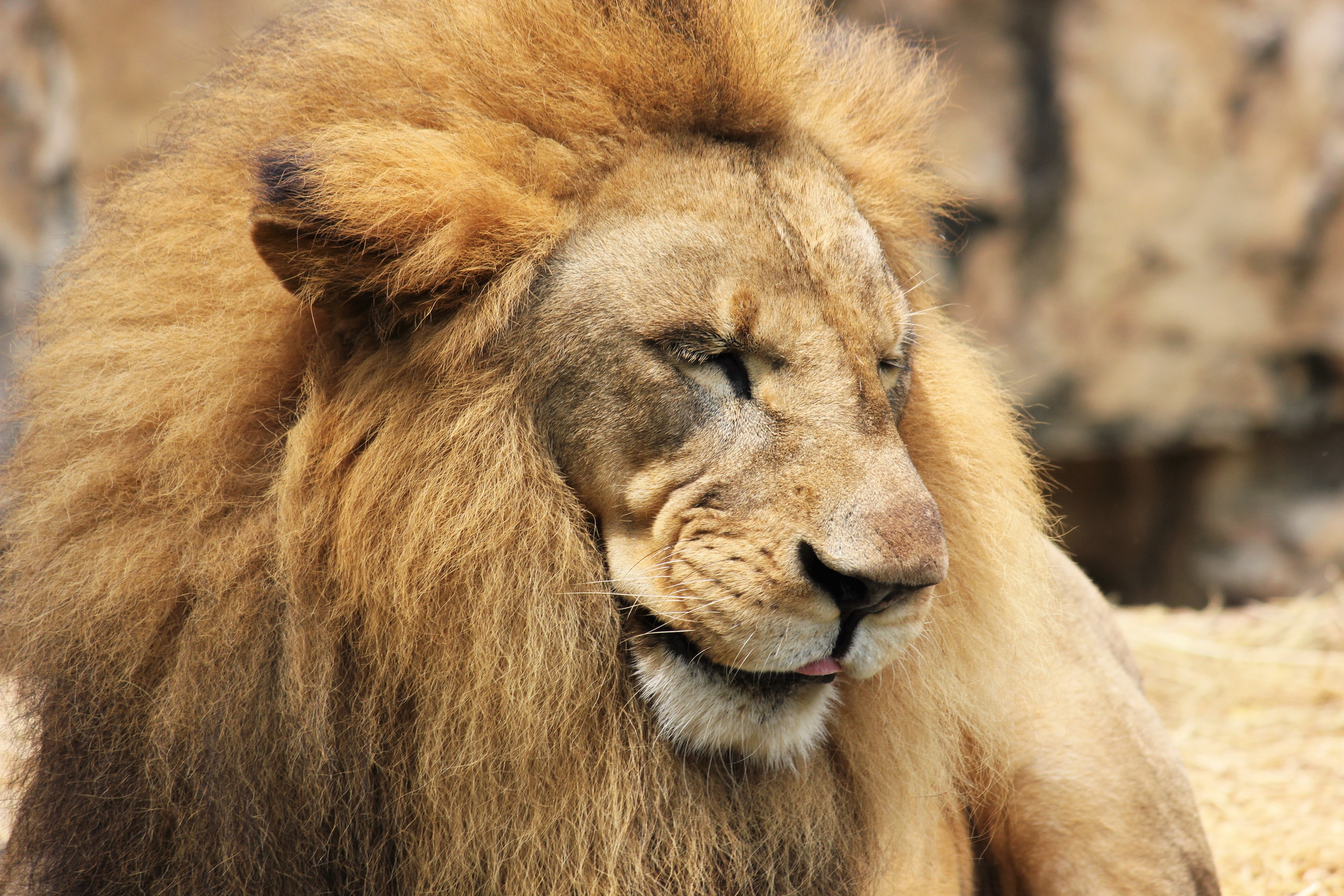 Download mobile wallpaper Muzzle, Animals, Predator, Mane, Lion for free.