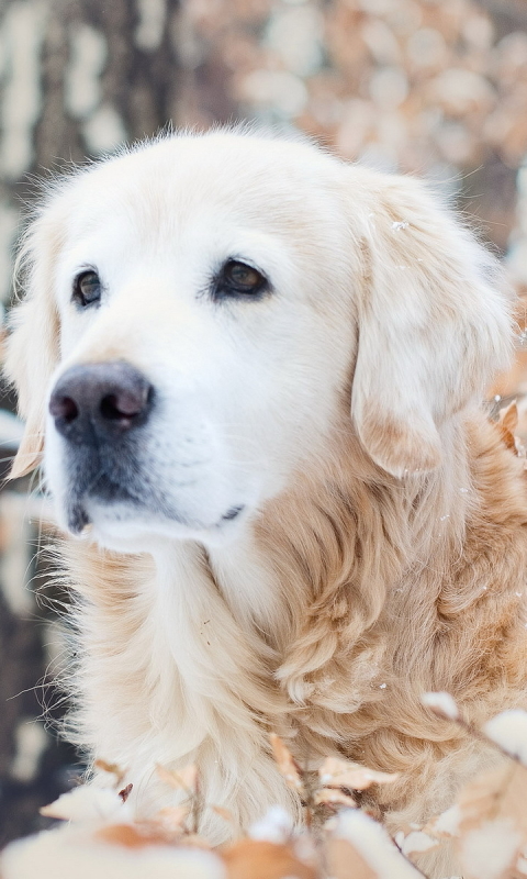 無料モバイル壁紙動物, 犬をダウンロードします。