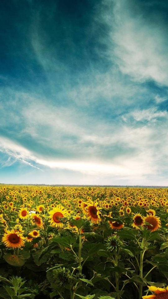 Descarga gratuita de fondo de pantalla para móvil de Flores, Girasol, Tierra/naturaleza.