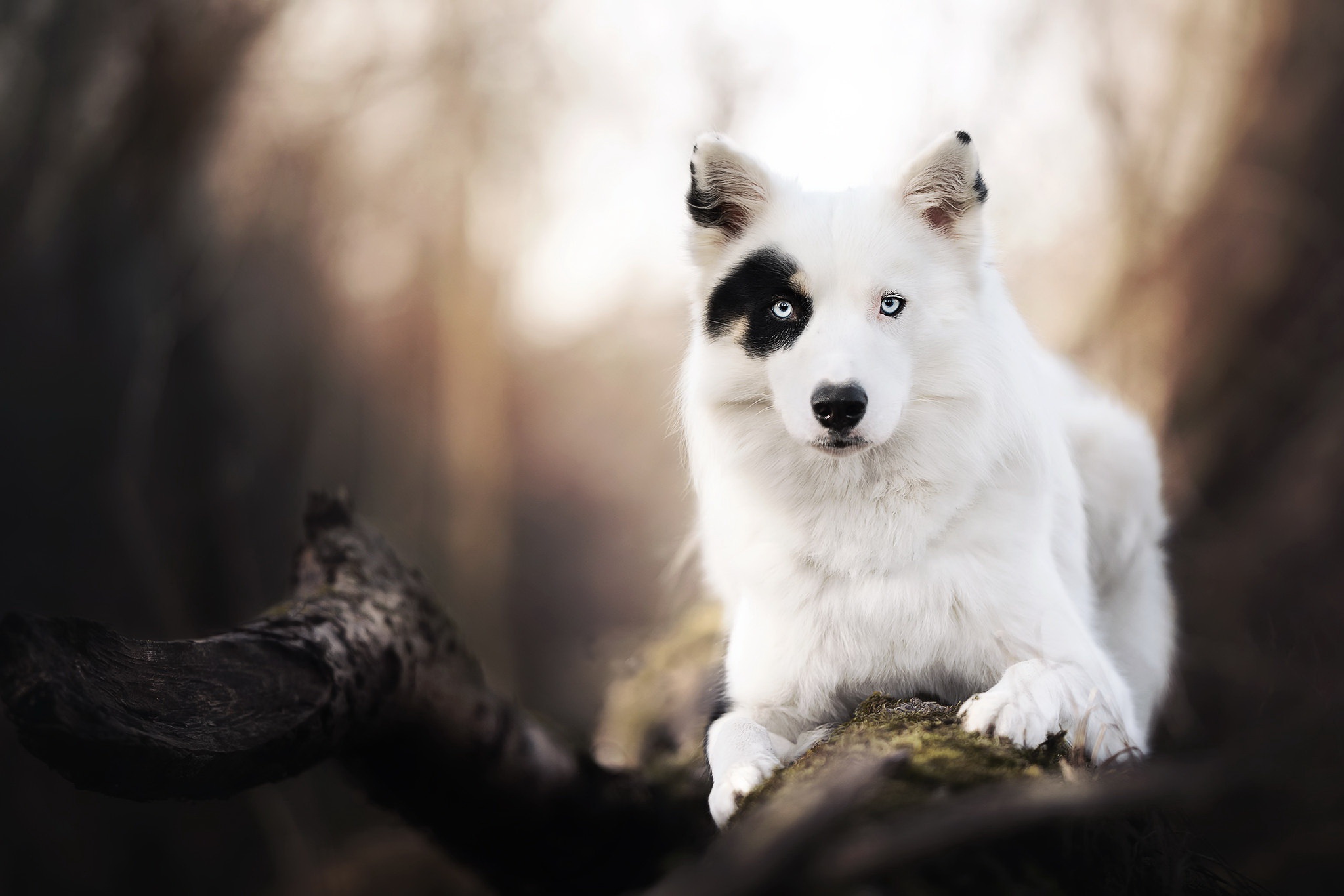 Baixar papel de parede para celular de Animais, Cães, Cão, Border Collie, Olhar Fixamente, Profundidade De Campo gratuito.