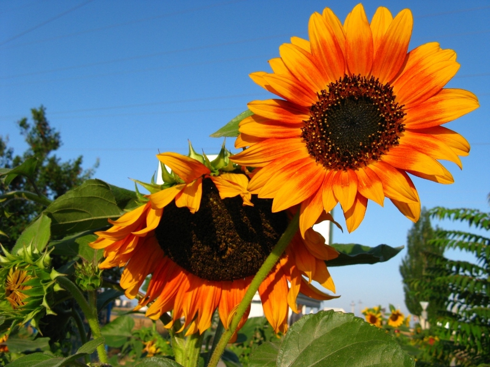 Cool Sunflowers HD Wallpaper
