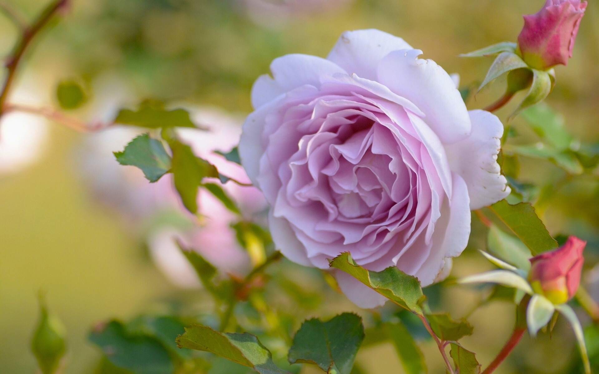 無料モバイル壁紙フラワーズ, 花, 薔薇, 地球をダウンロードします。