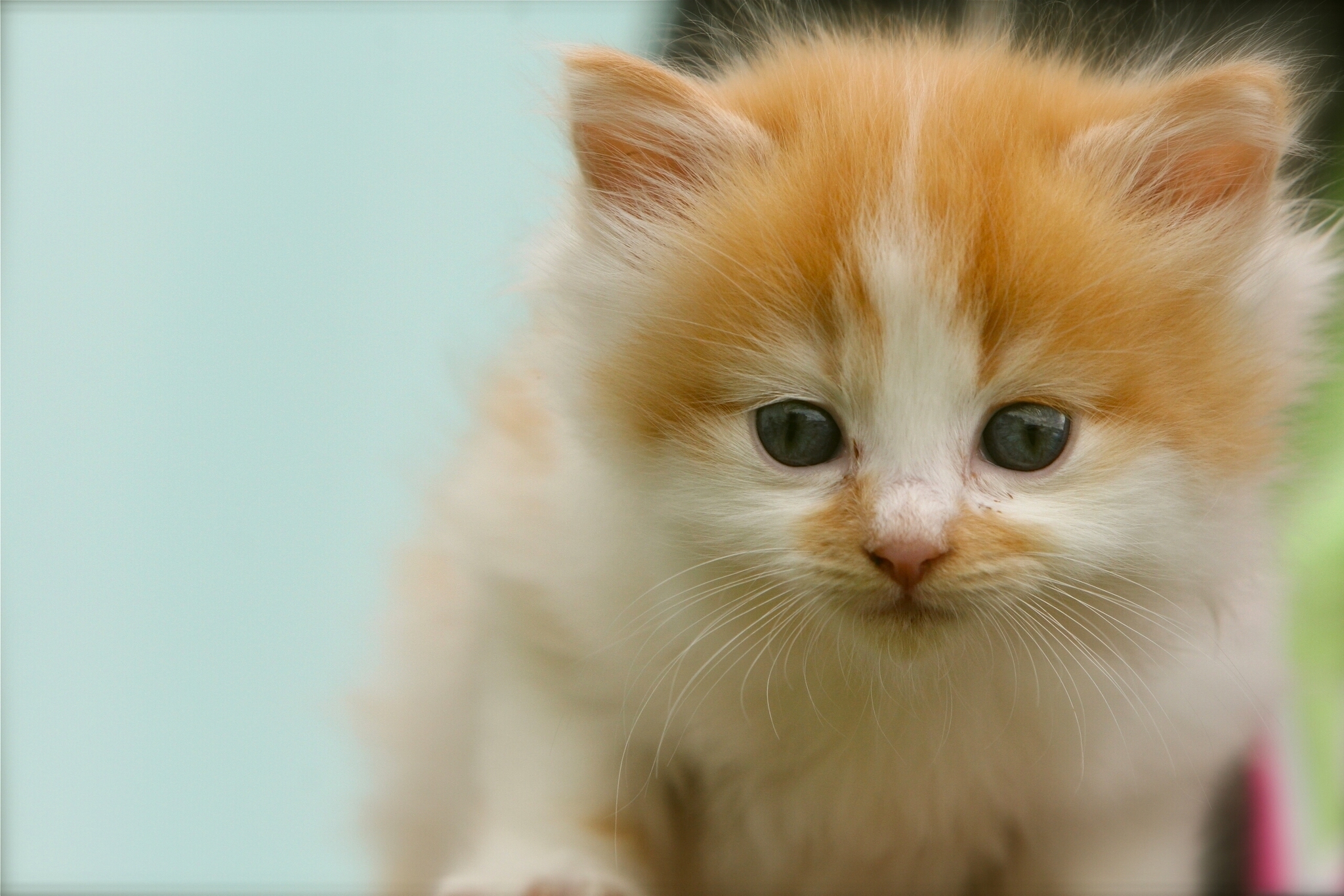 Laden Sie das Gefleckt, Fleckig, Meinung, Sicht, Tiere, Kätzchen-Bild kostenlos auf Ihren PC-Desktop herunter