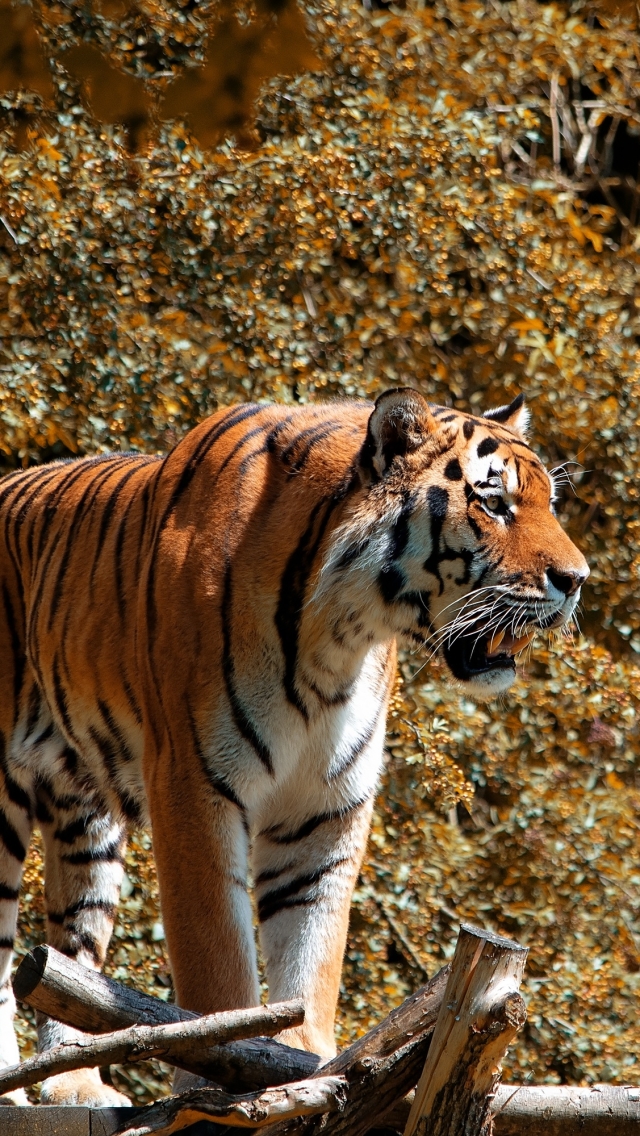 Handy-Wallpaper Tiere, Katzen, Tiger kostenlos herunterladen.