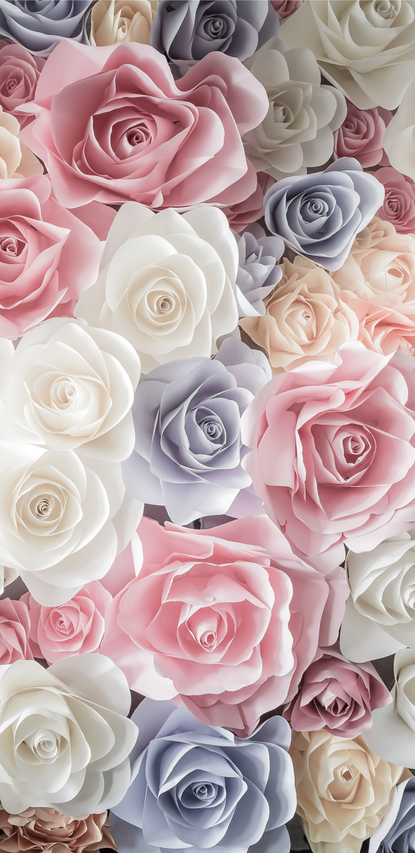 Скачать картинку Цветок, Роза, Белый Цветок, Земля/природа, Розовый Цветок, Синий Цветок, Флауэрсы в телефон бесплатно.