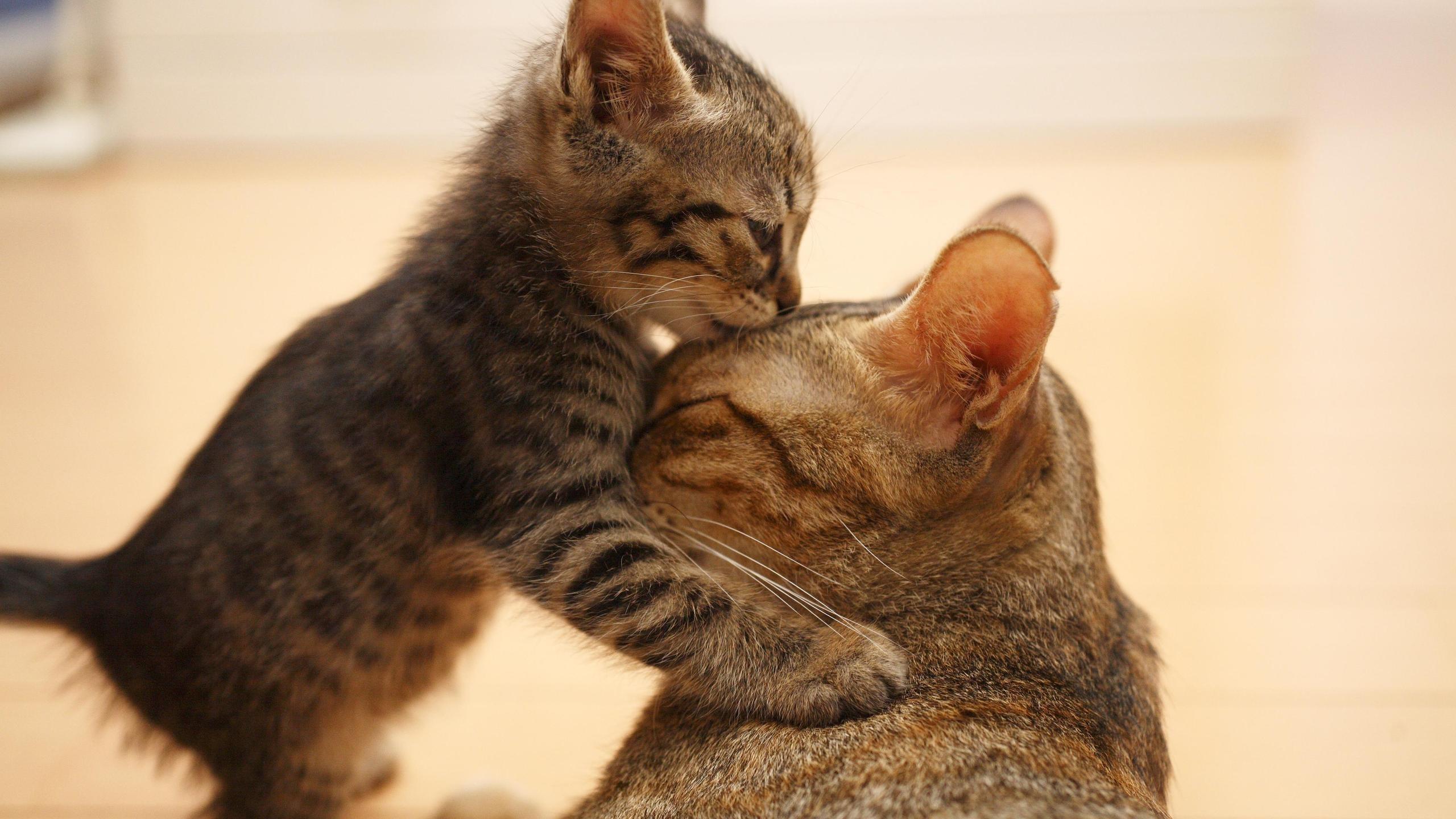 Baixar papel de parede para celular de Animais, Gato gratuito.