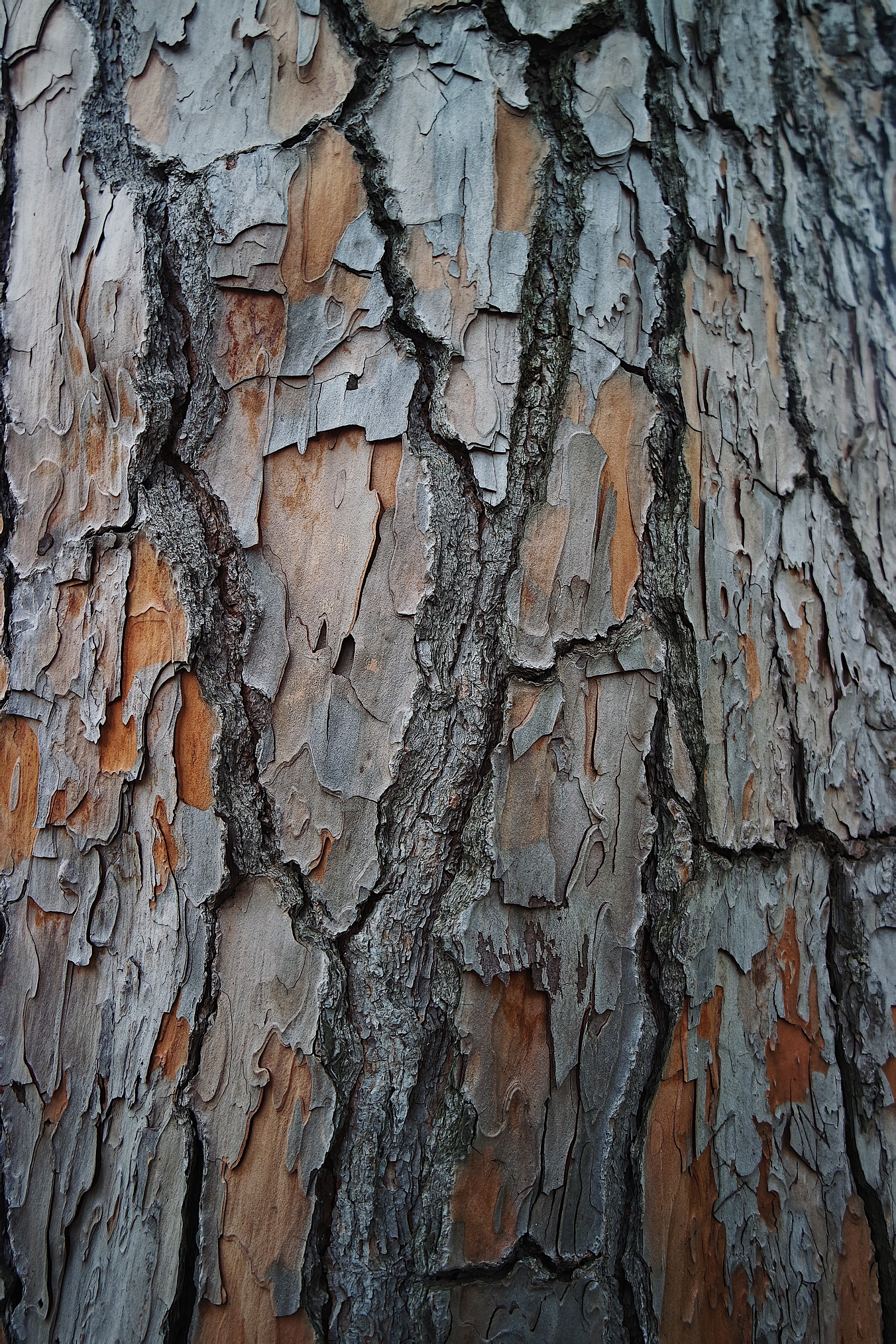Download mobile wallpaper Textures, Wood, Tree, Bark, Surface, Texture for free.