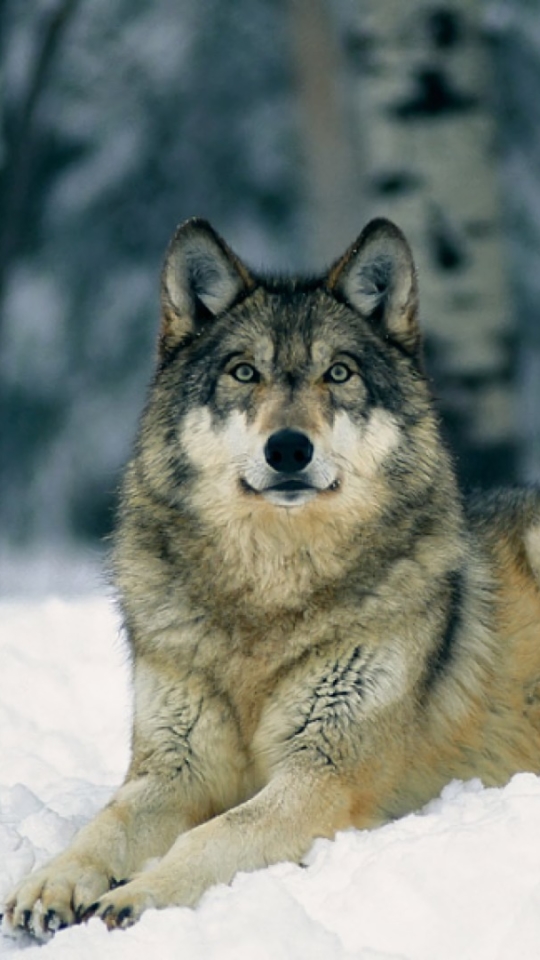 Téléchargez des papiers peints mobile Animaux, Hiver, Loup, L'hiver, Neiger, Wolves gratuitement.