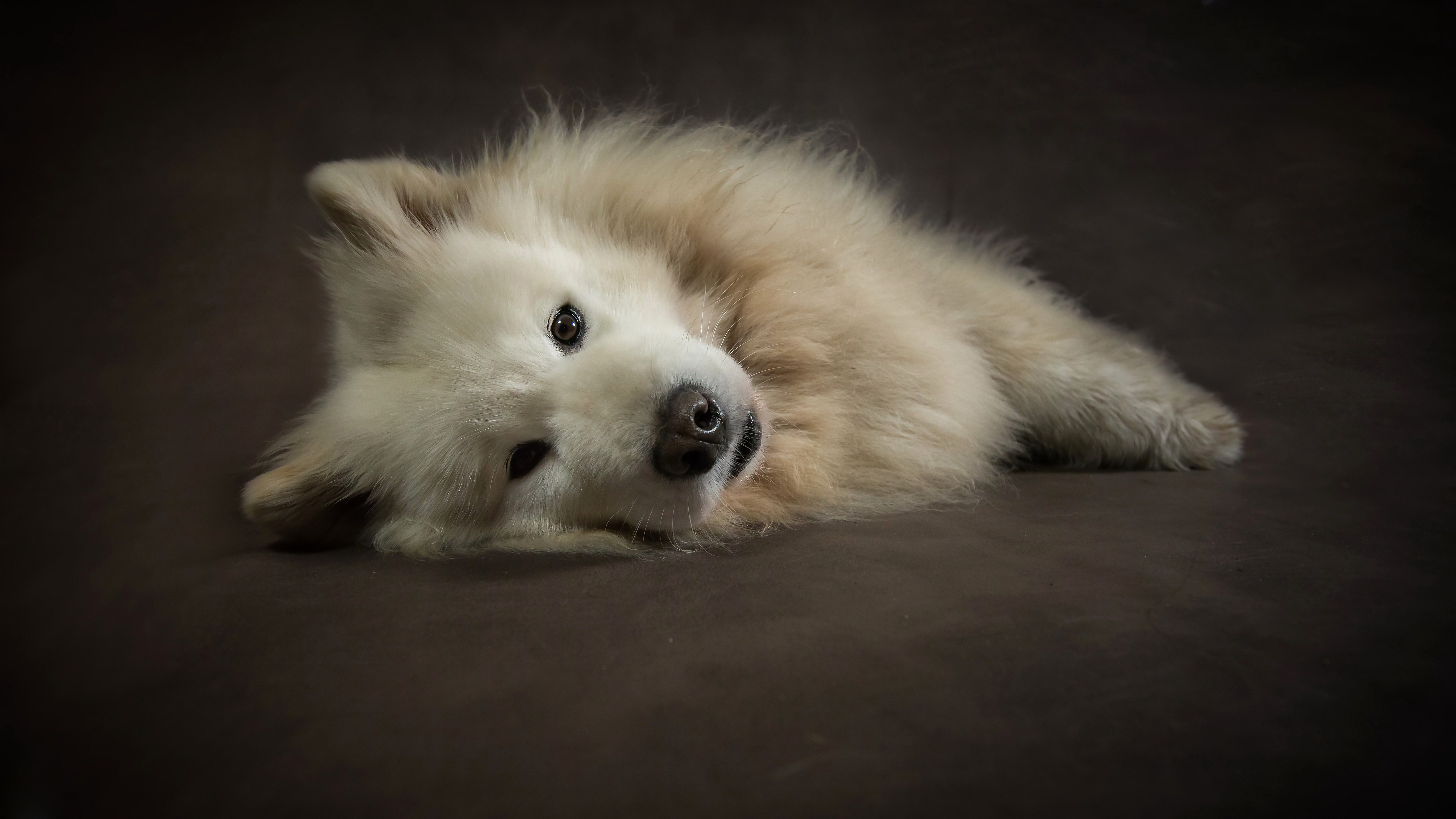 Free download wallpaper Dogs, Fluffy, Dog, Animal on your PC desktop