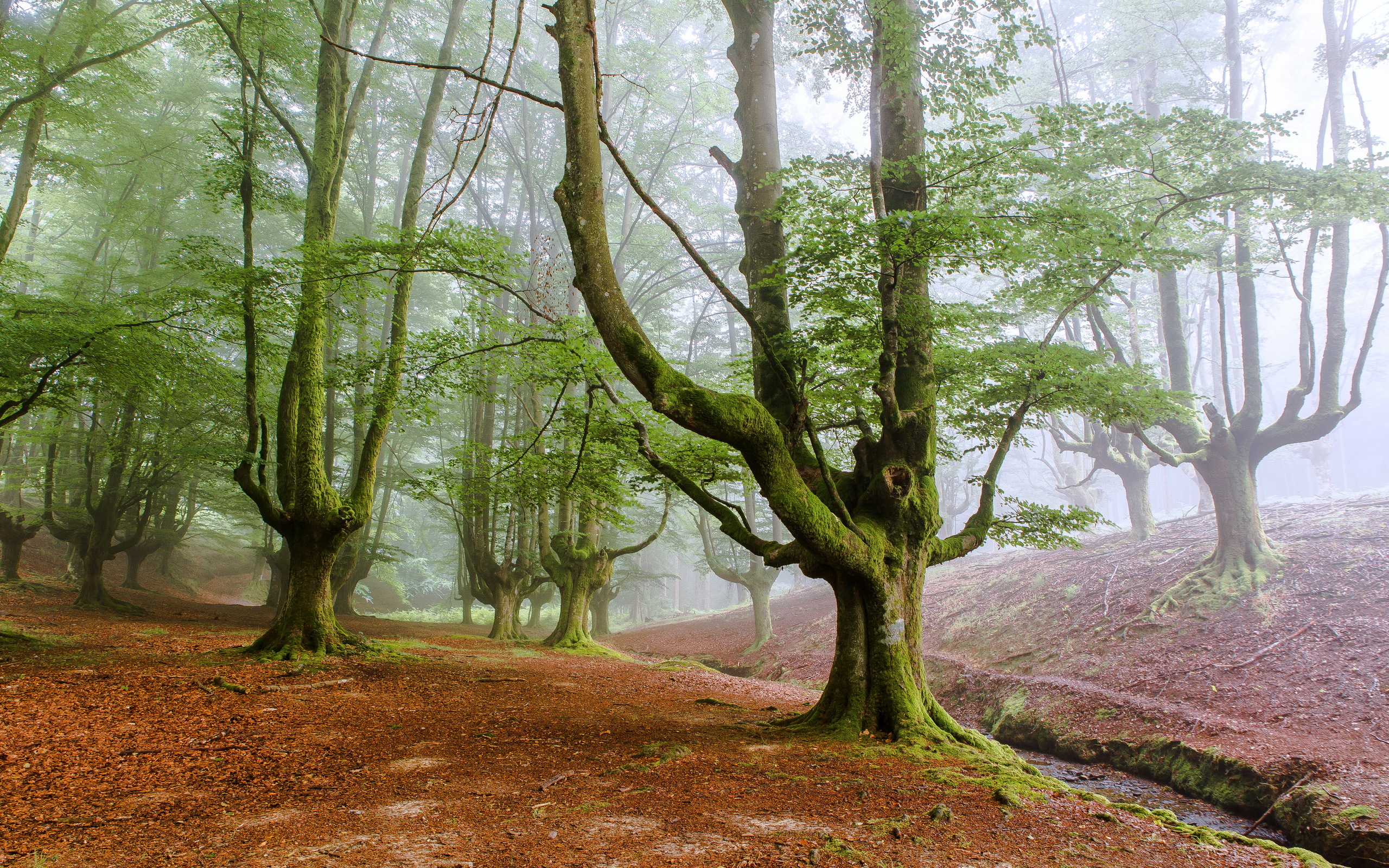 Скачать обои бесплатно Природа, Лес, Дерево, Туман, Ручей, Земля/природа картинка на рабочий стол ПК
