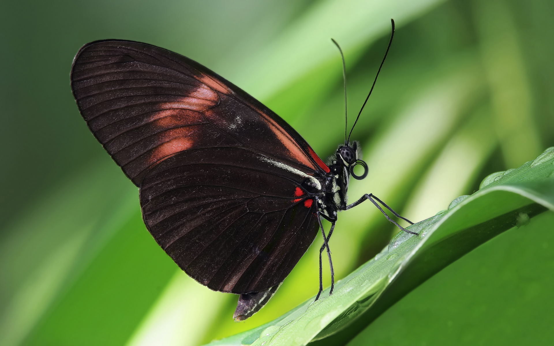 Laden Sie Heliconius Umfassen HD-Desktop-Hintergründe herunter