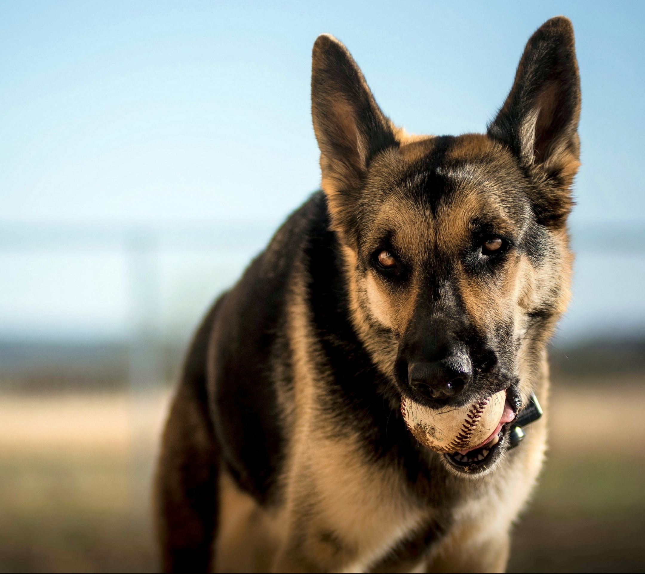 Baixar papel de parede para celular de Pastor Alemão, Cães, Animais gratuito.