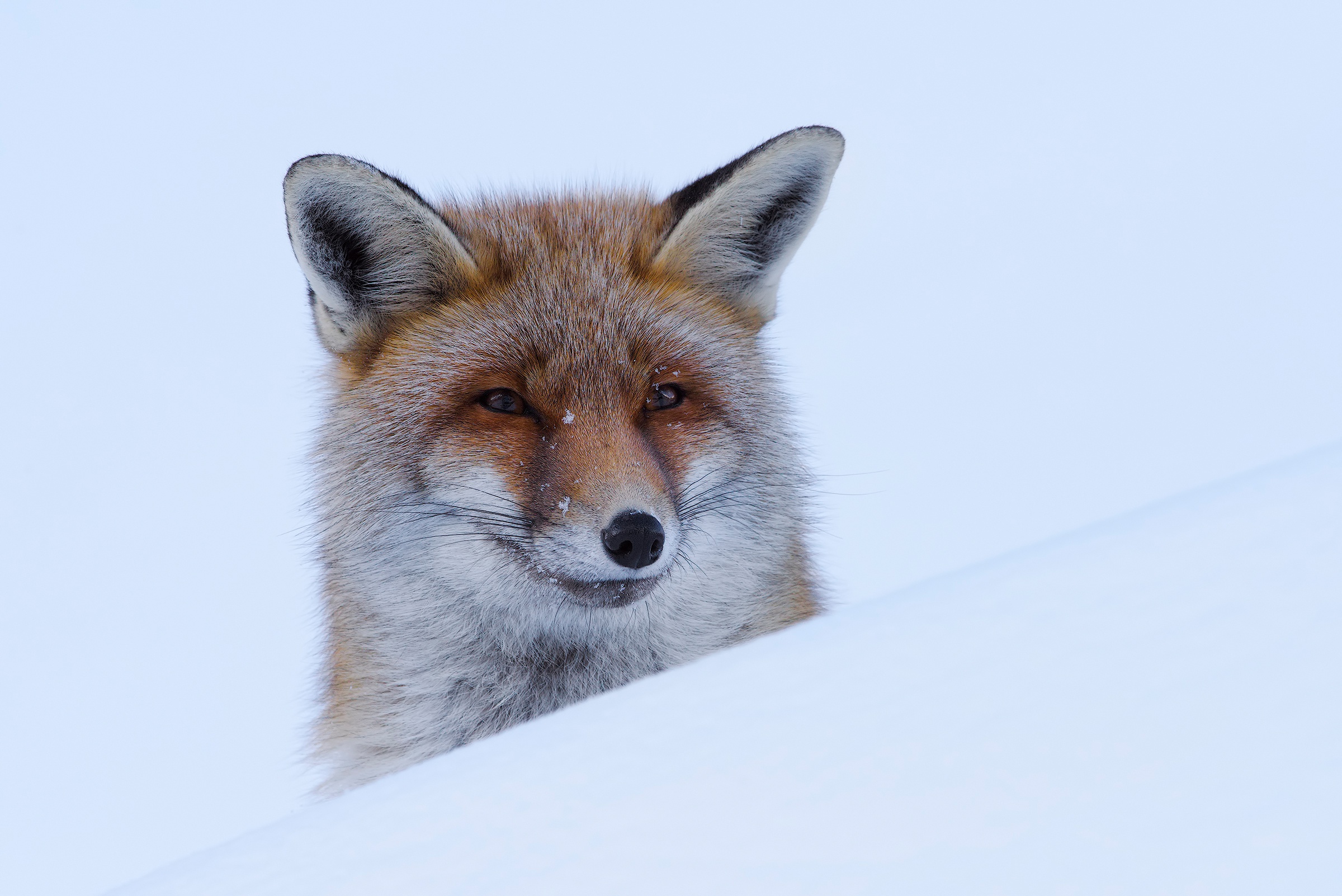 Descarga gratuita de fondo de pantalla para móvil de Animales, Nieve, Zorro.