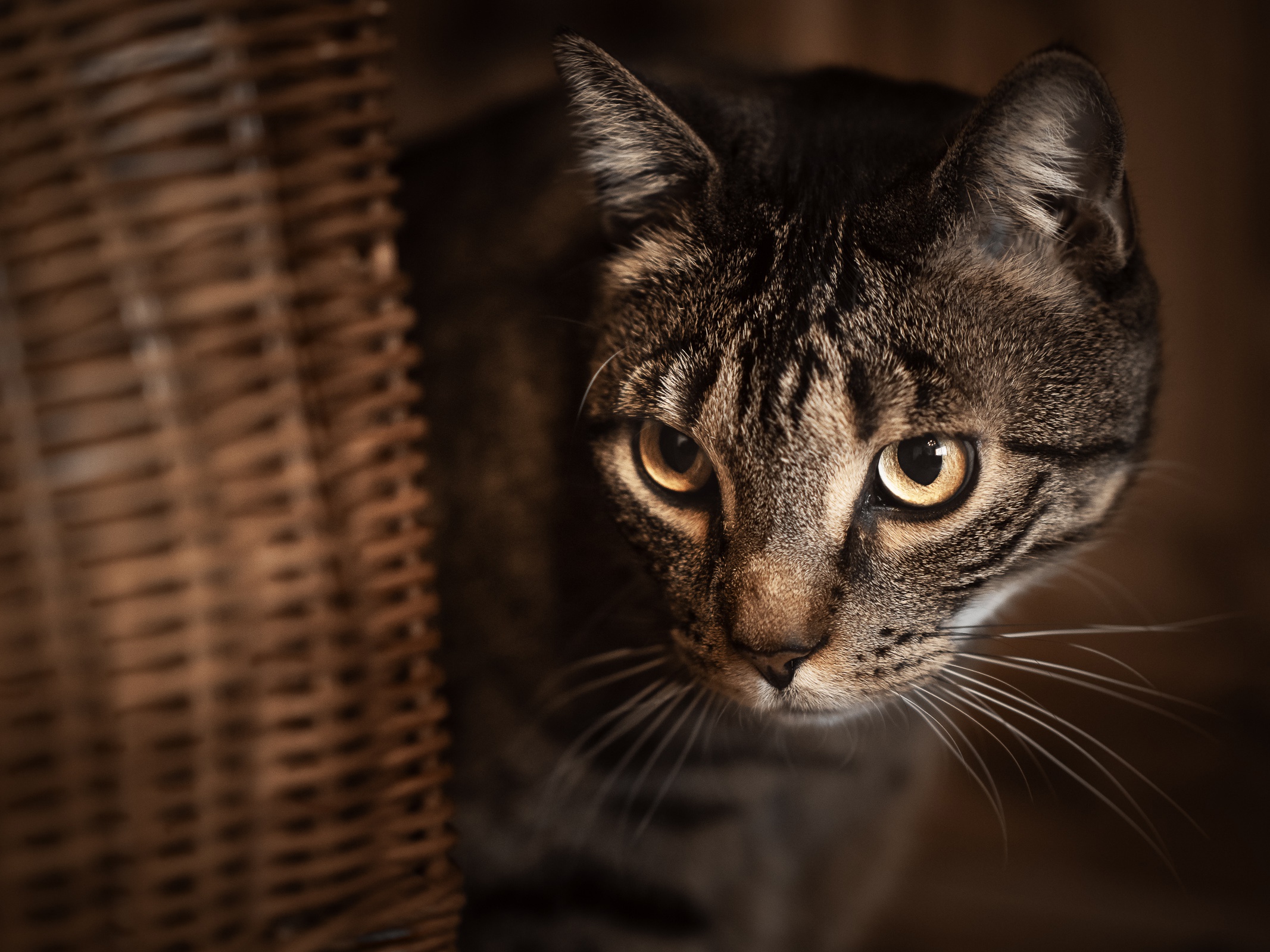 Baixe gratuitamente a imagem Animais, Gatos, Gato na área de trabalho do seu PC