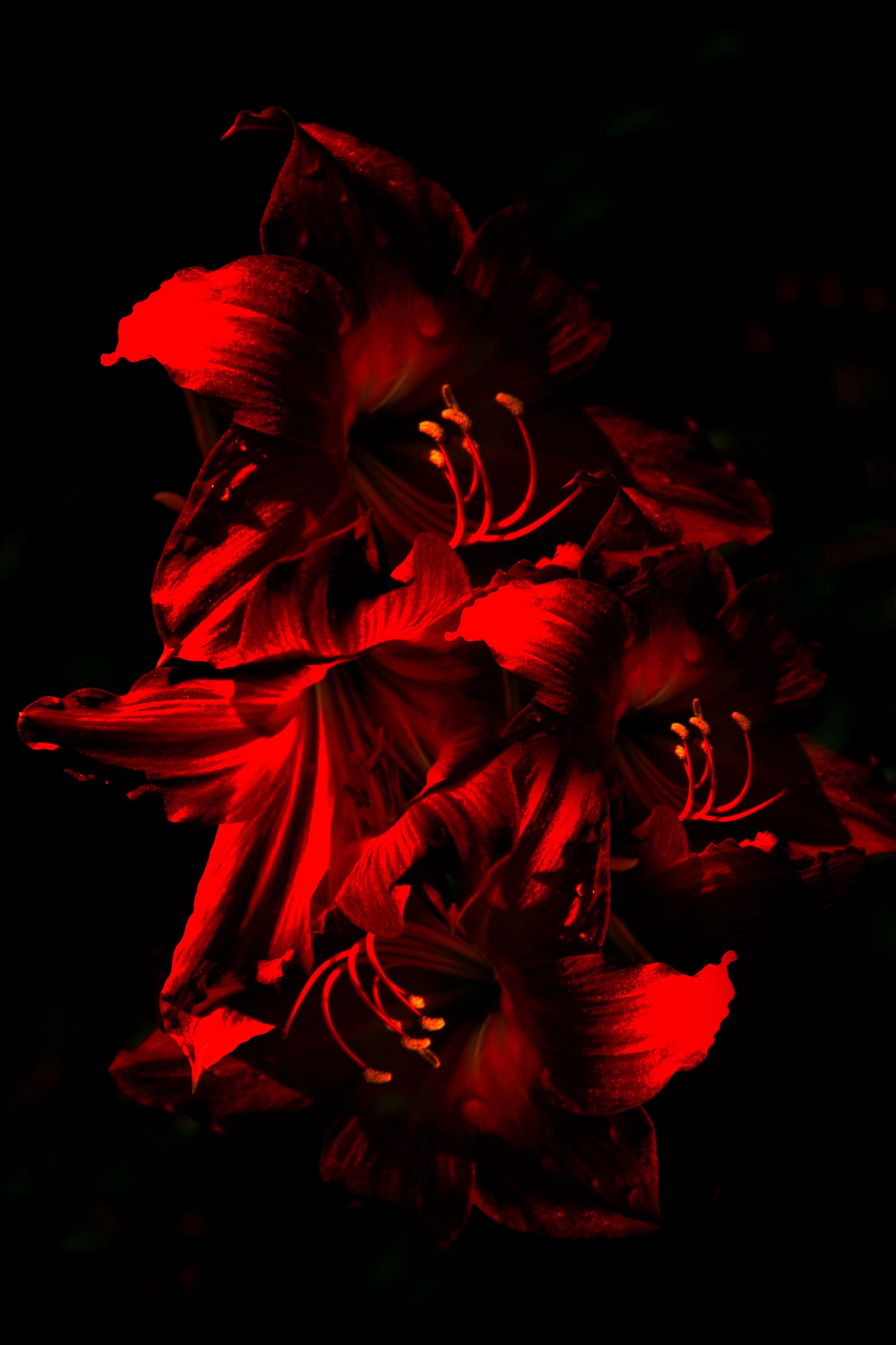 108766 descargar imagen amarilis, flores, rojo, flor, oscuro, florecer, floración: fondos de pantalla y protectores de pantalla gratis