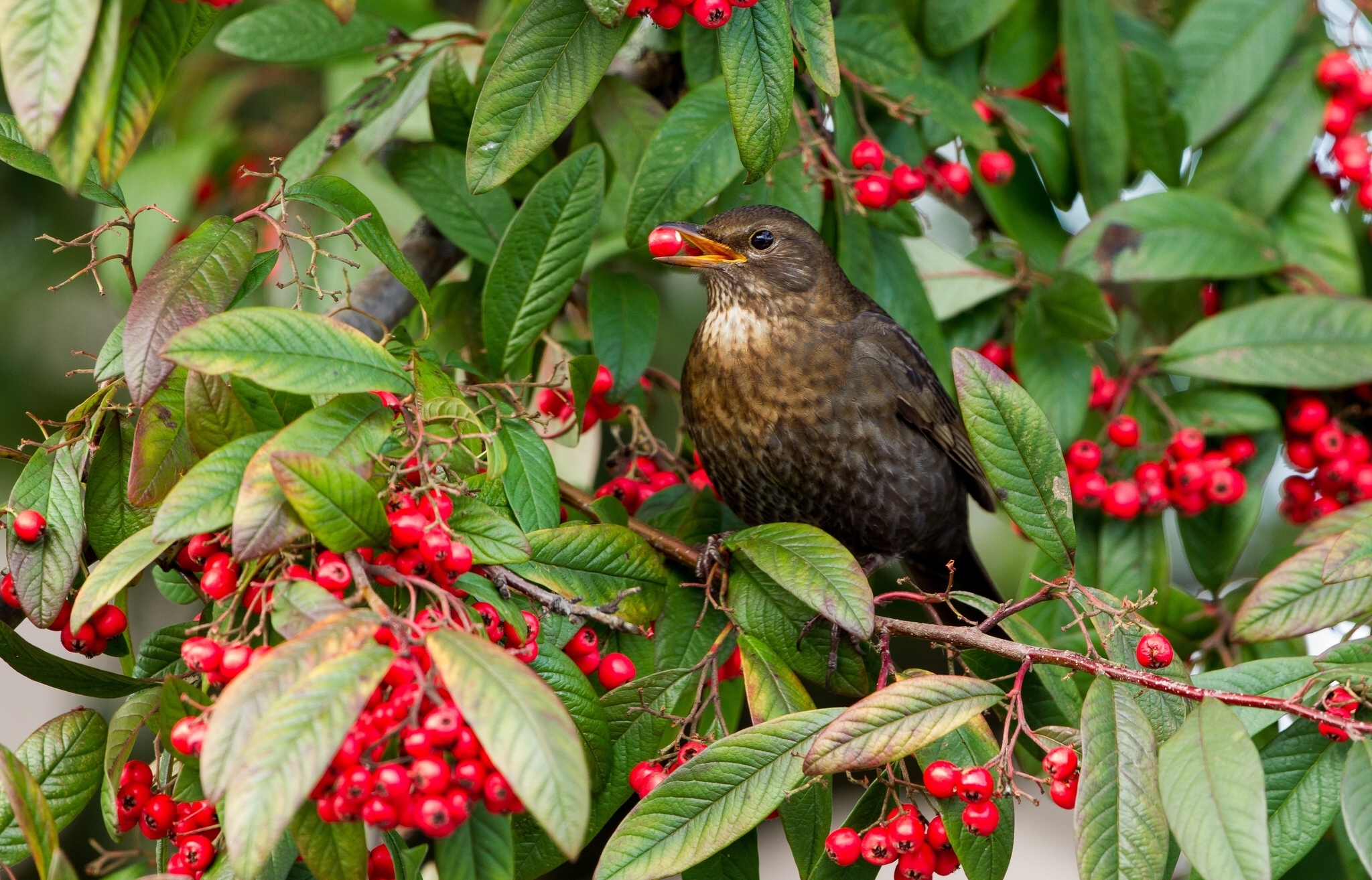 PCデスクトップに動物, 鳥画像を無料でダウンロード