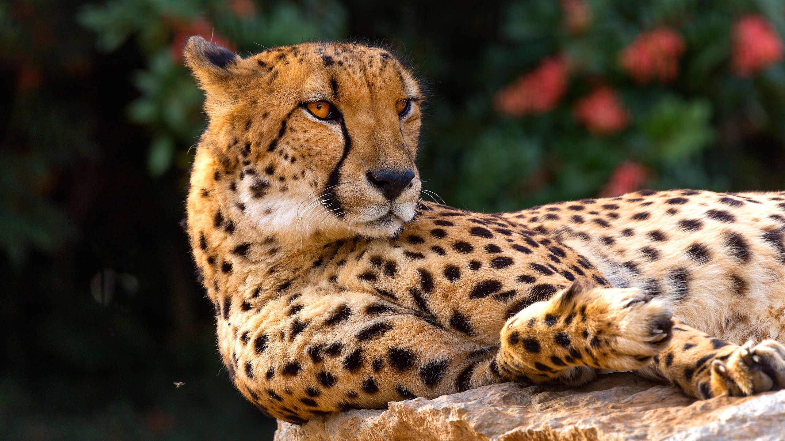 Download mobile wallpaper Cats, Cheetah, Animal for free.