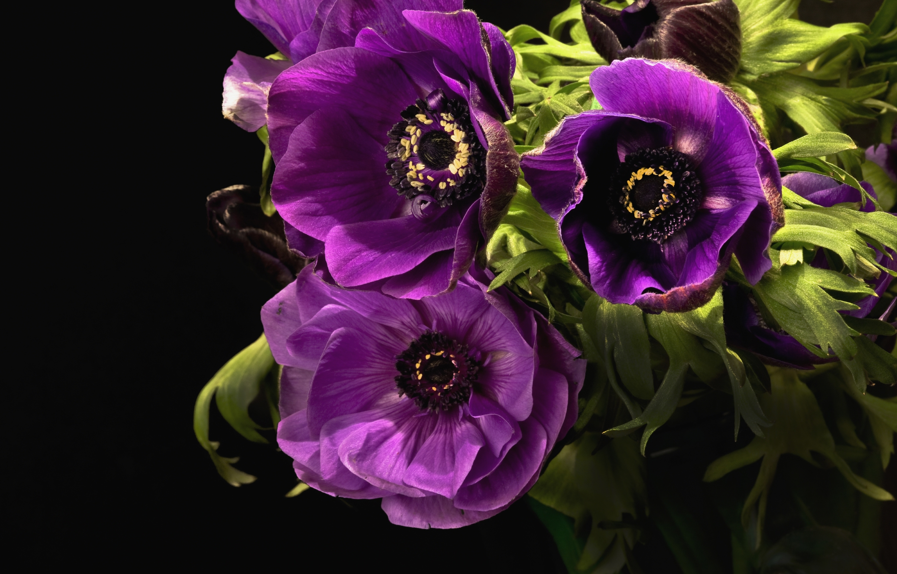 377305 скачать обои фиолетовый цветок, анемон, крупный план, земля/природа, цветок, листва, природа, флауэрсы - заставки и картинки бесплатно