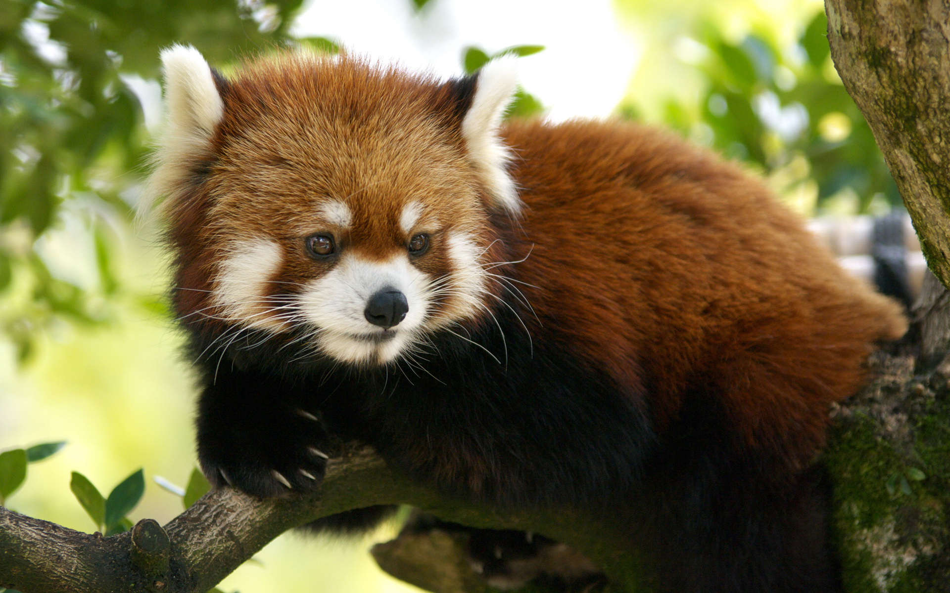Free download wallpaper Animal, Red Panda on your PC desktop