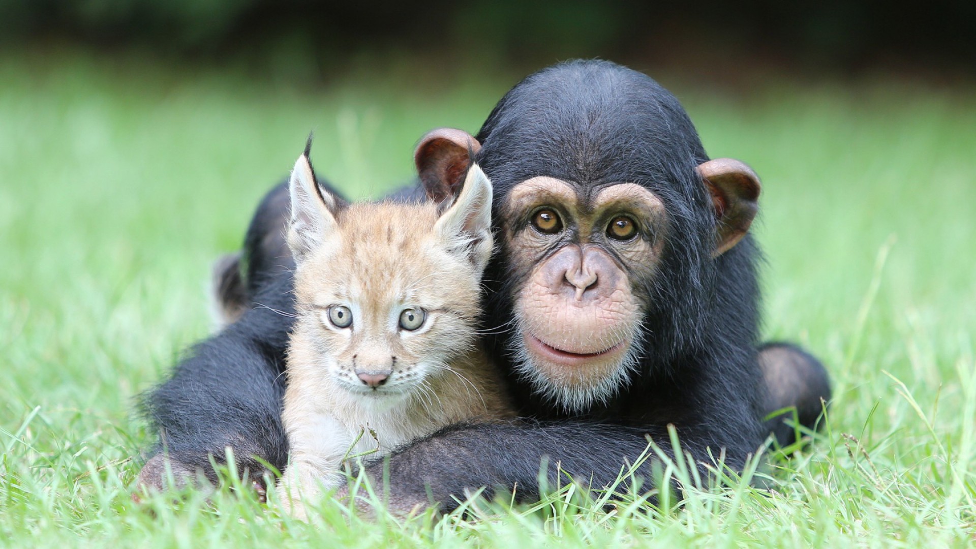 animal, chimpanzee, baby animal, cute, lynx, monkeys