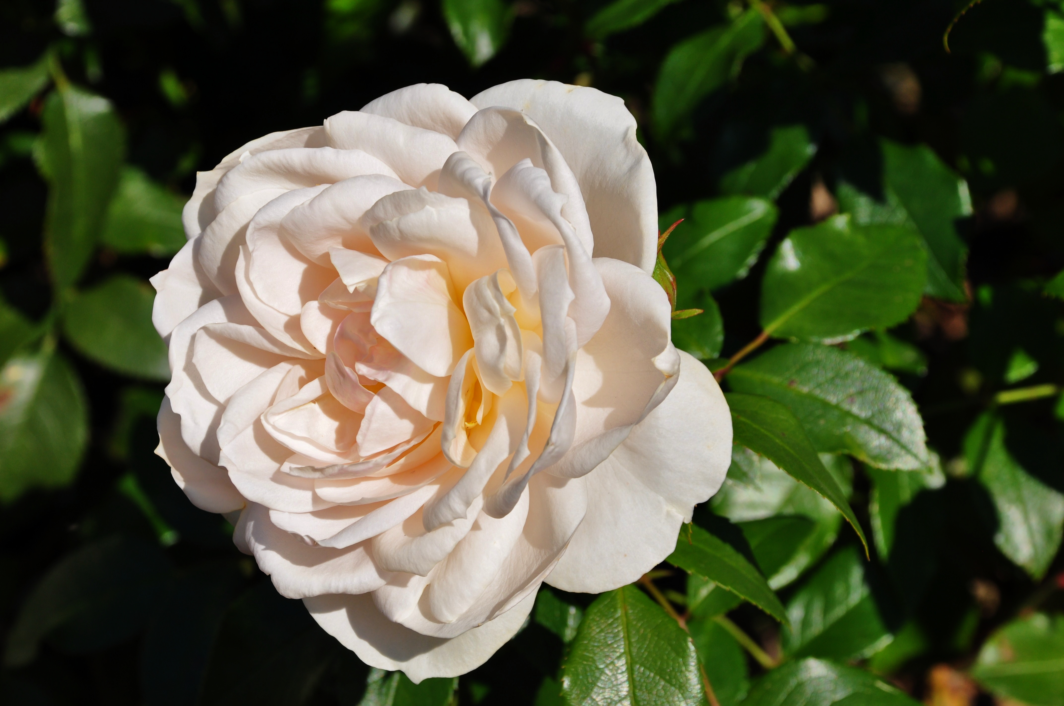 Téléchargez gratuitement l'image Fleurs, Rose, Terre/nature sur le bureau de votre PC