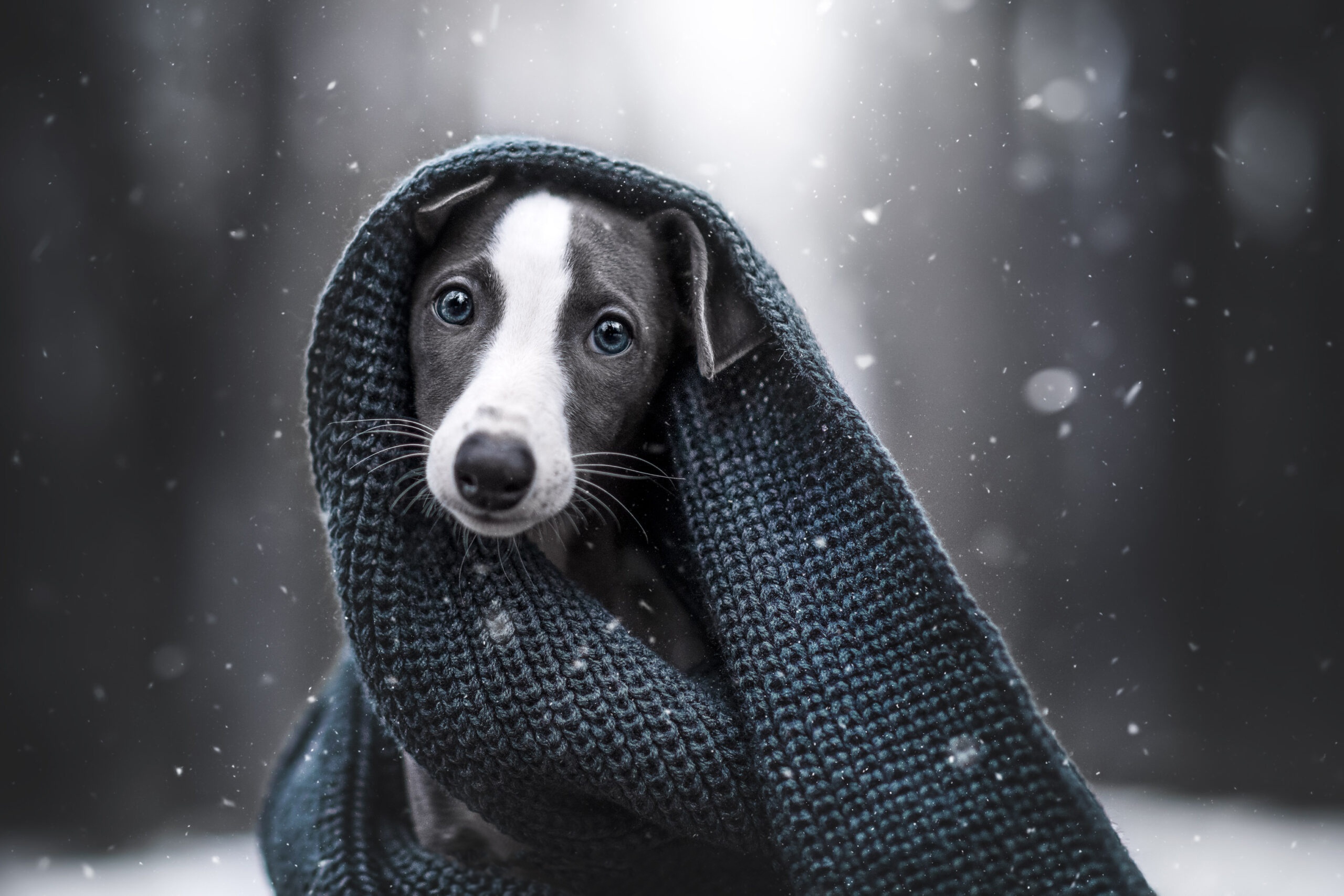 Download mobile wallpaper Dogs, Animal, Puppy, Scarf, Baby Animal for free.