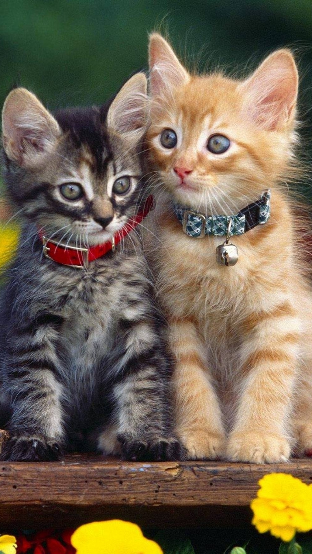 Download mobile wallpaper Cats, Cat, Kitten, Animal, Cute for free.