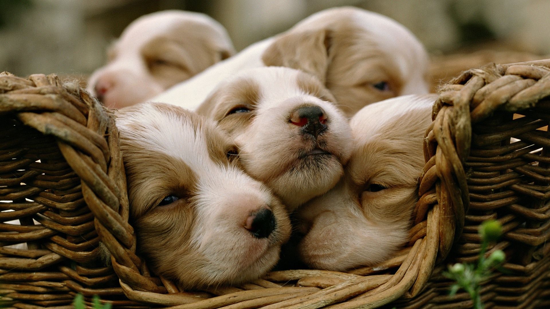 Laden Sie das Tiere, Hund-Bild kostenlos auf Ihren PC-Desktop herunter
