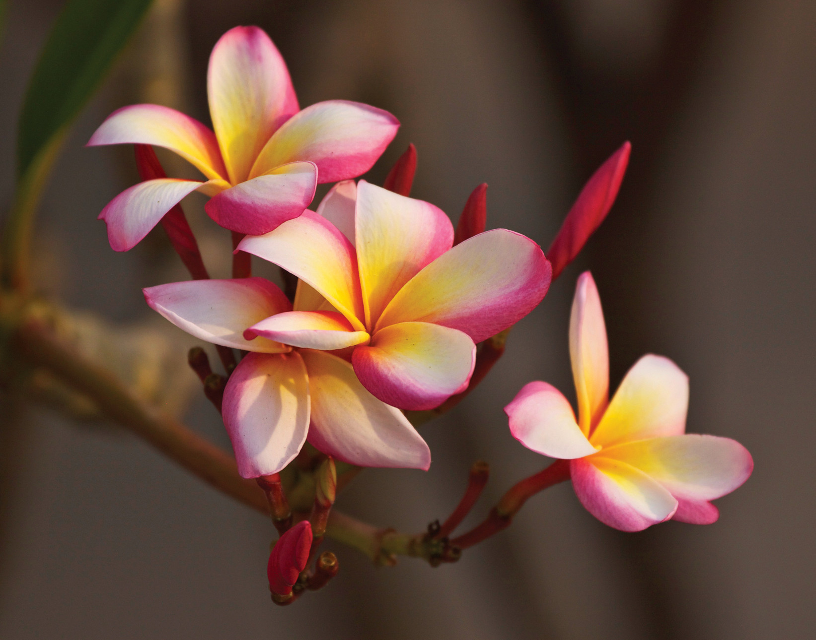 165825 descargar fondo de pantalla tierra/naturaleza, frangipani, flores: protectores de pantalla e imágenes gratis