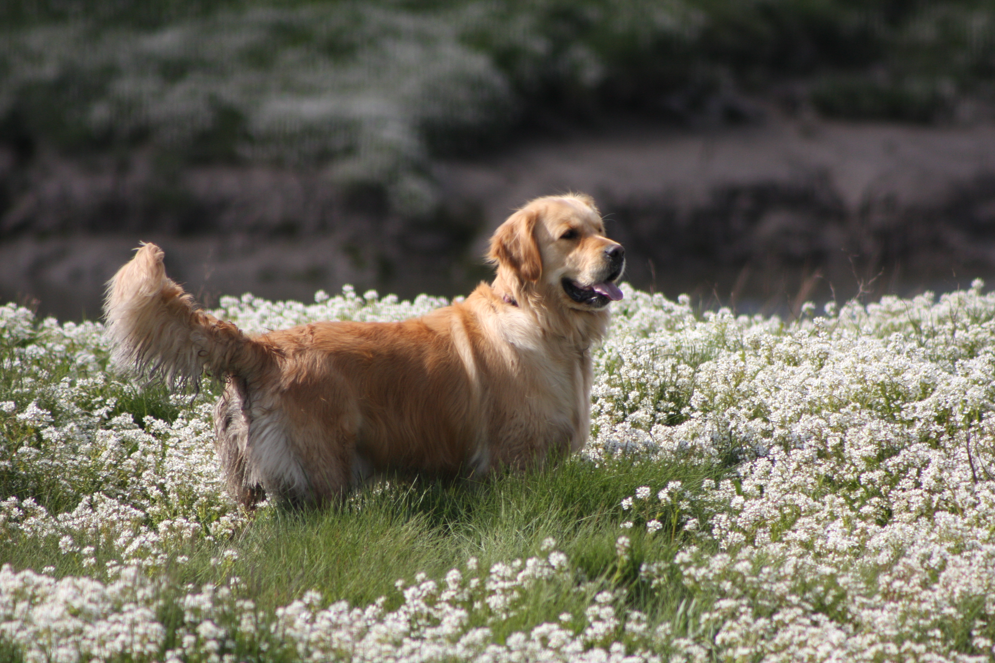 Handy-Wallpaper Tiere, Hunde, Golden Retriever kostenlos herunterladen.