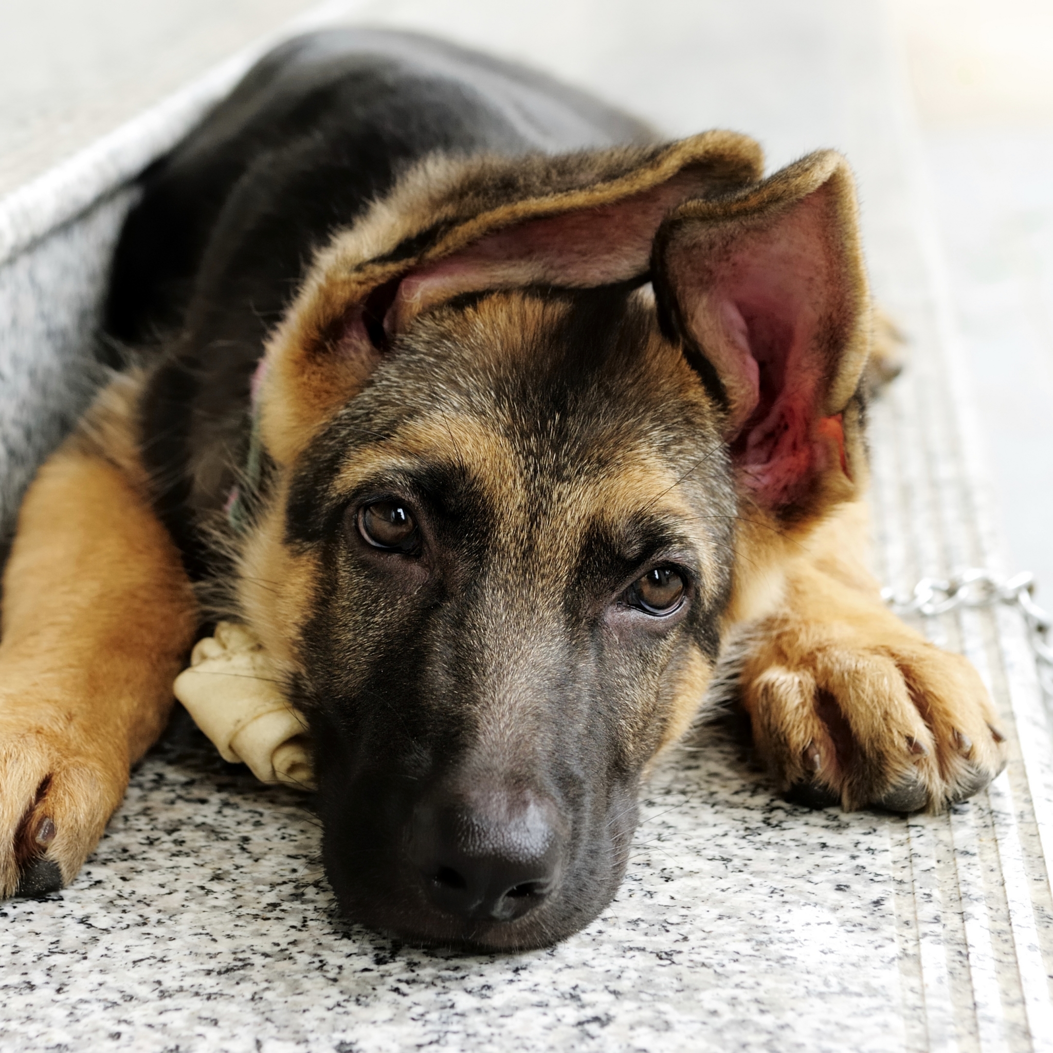 Téléchargez gratuitement l'image Animaux, Chiens, Berger Allemand sur le bureau de votre PC