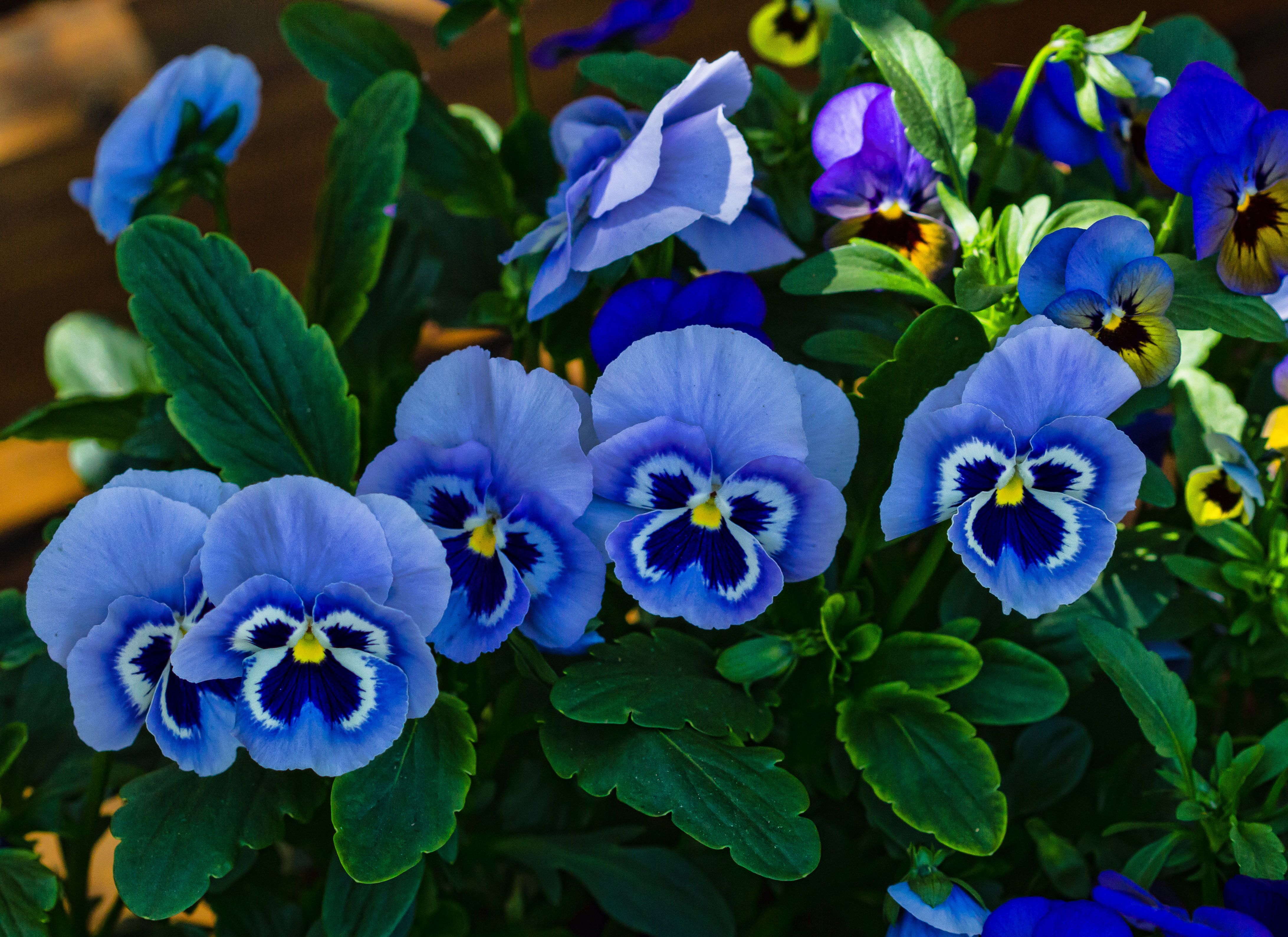 Baixe gratuitamente a imagem Flores, Flor, Terra/natureza, Amor Perfeito De Jardim, Flor Azul na área de trabalho do seu PC