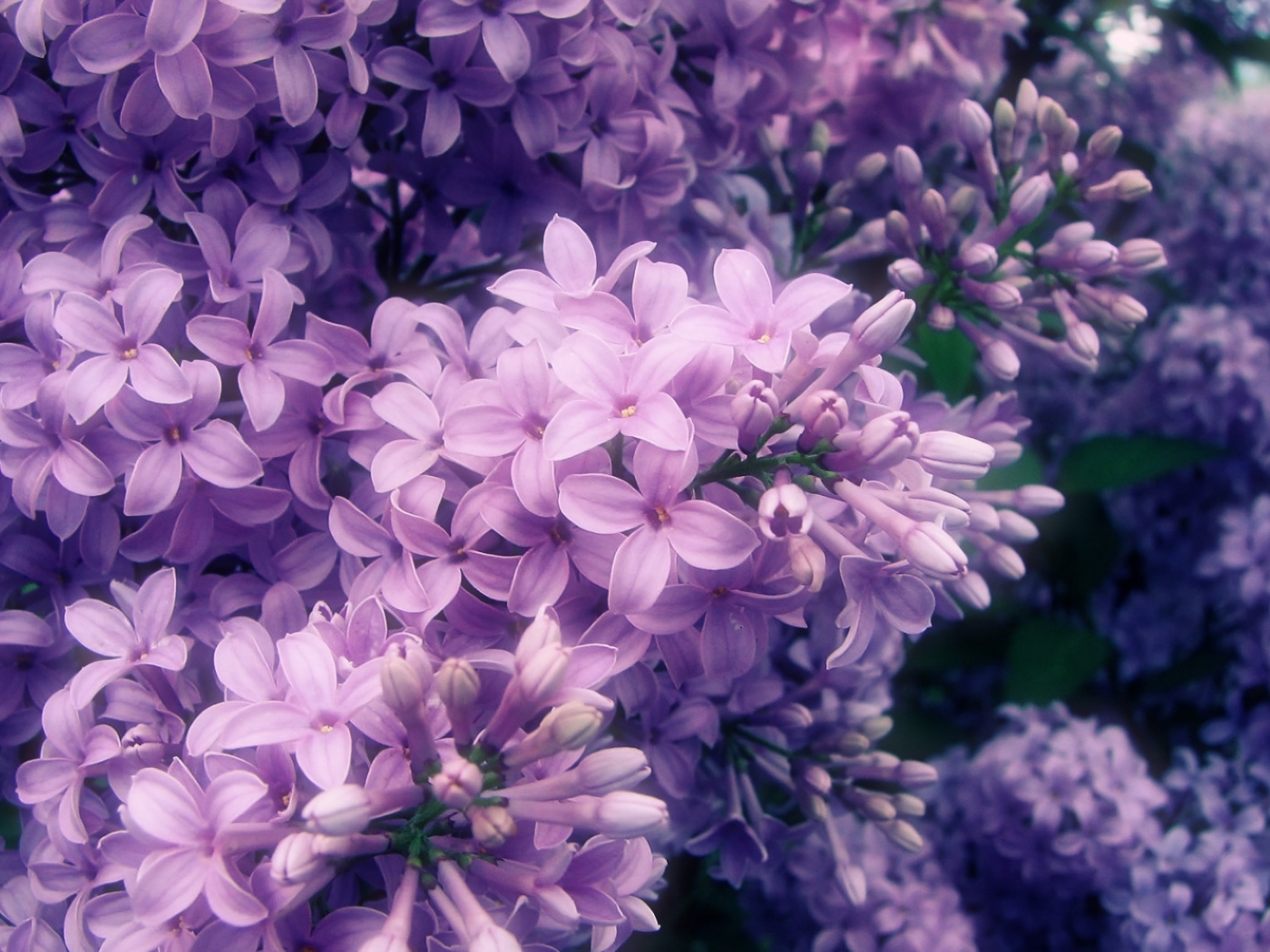 Baixe gratuitamente a imagem Flores, Violeta, Plantas na área de trabalho do seu PC