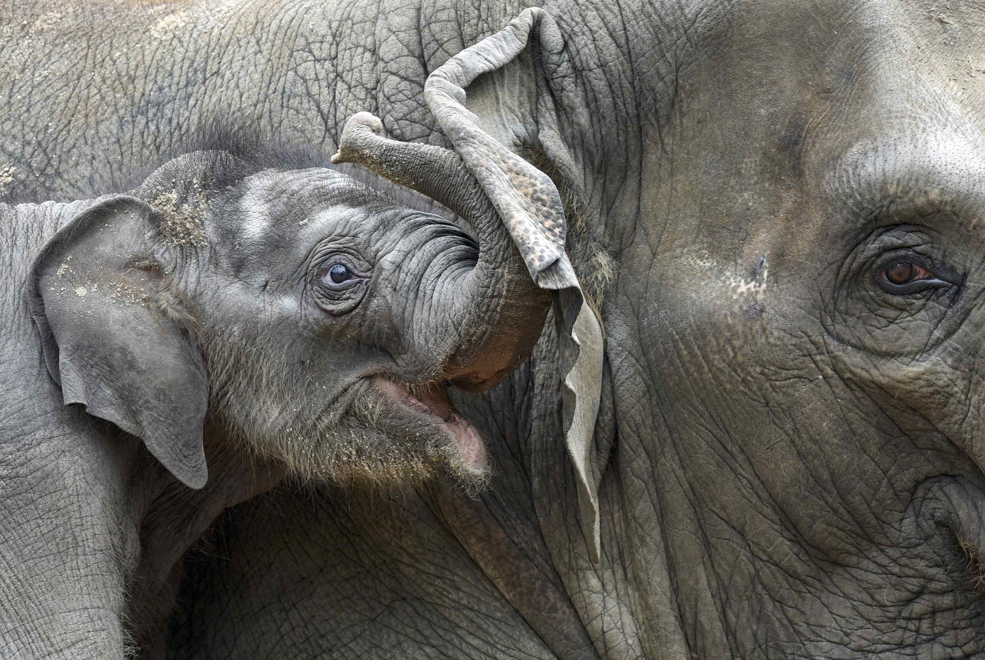 Baixe gratuitamente a imagem Elefante Asiático, Elefantes, Animais na área de trabalho do seu PC