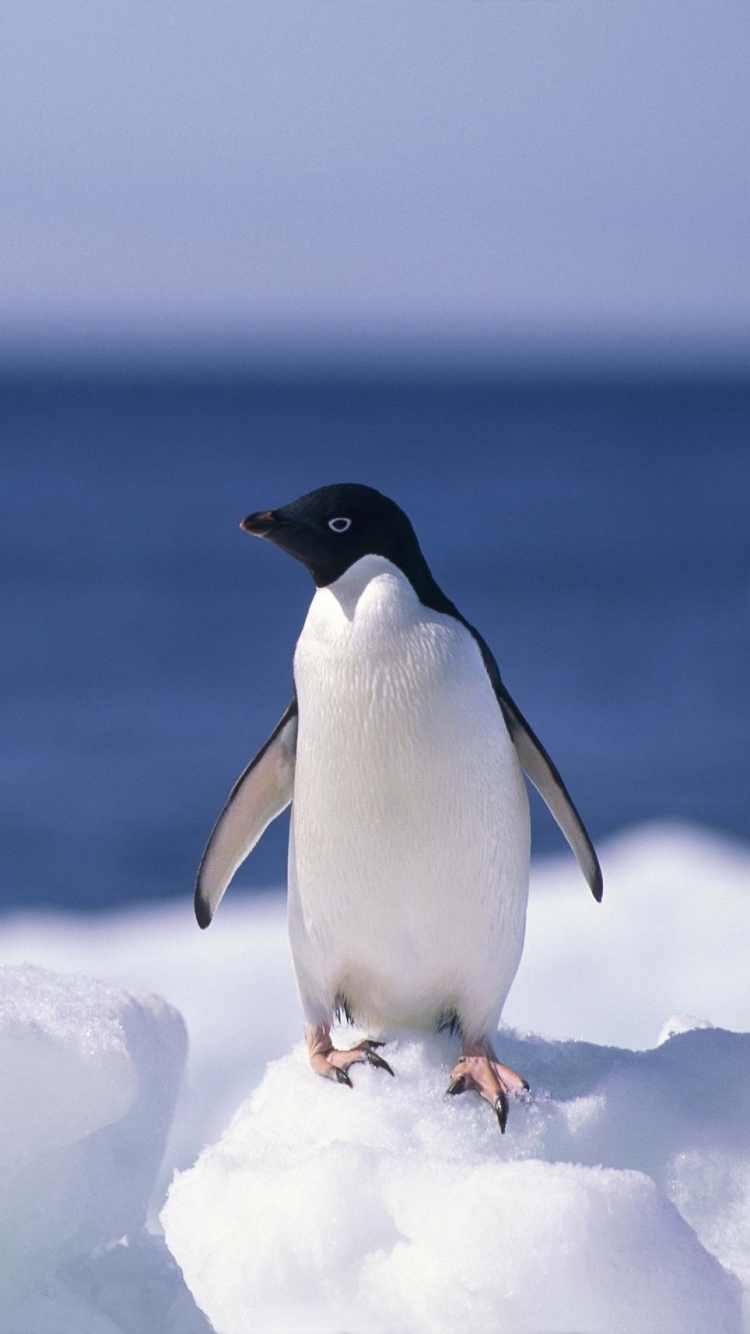 無料モバイル壁紙動物, 鳥, ペンギンをダウンロードします。