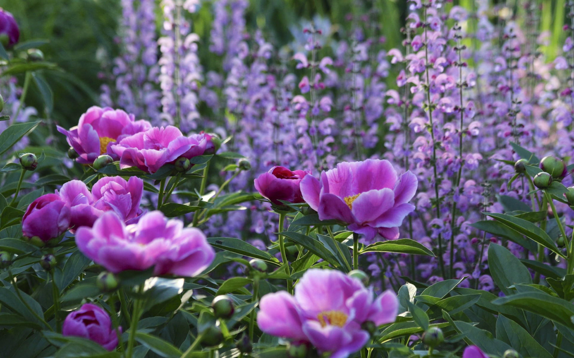 Скачать картинку Фиолетовый Цветок, Флауэрсы, Природа, Цветок, Земля/природа в телефон бесплатно.